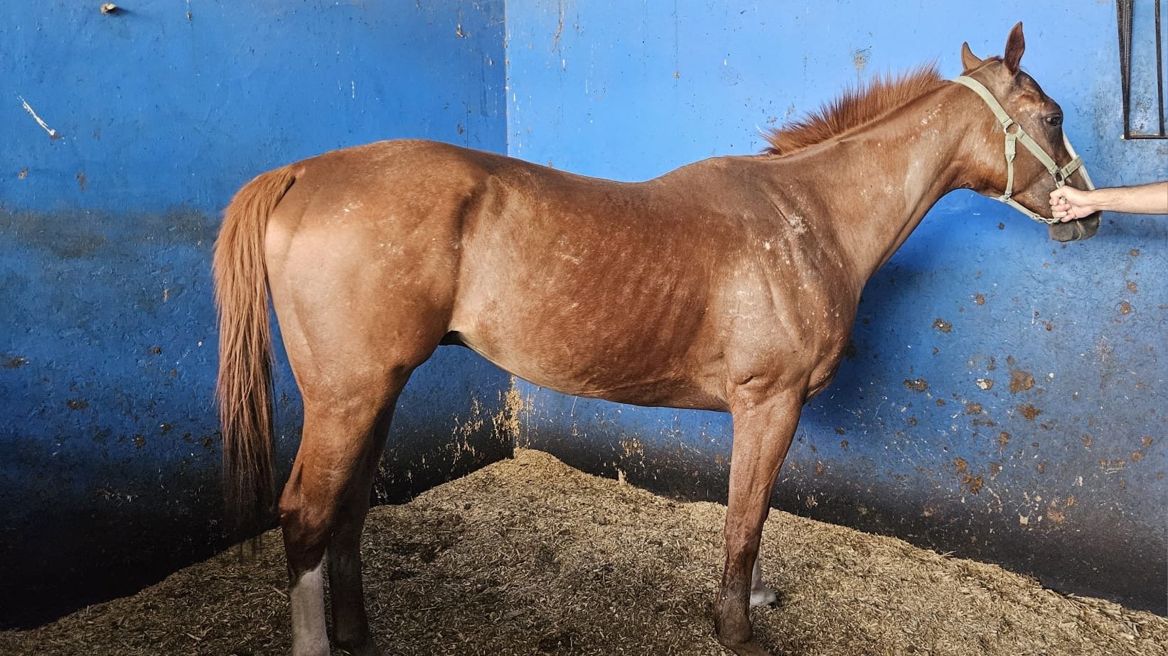  First photo we received of him still at the track 