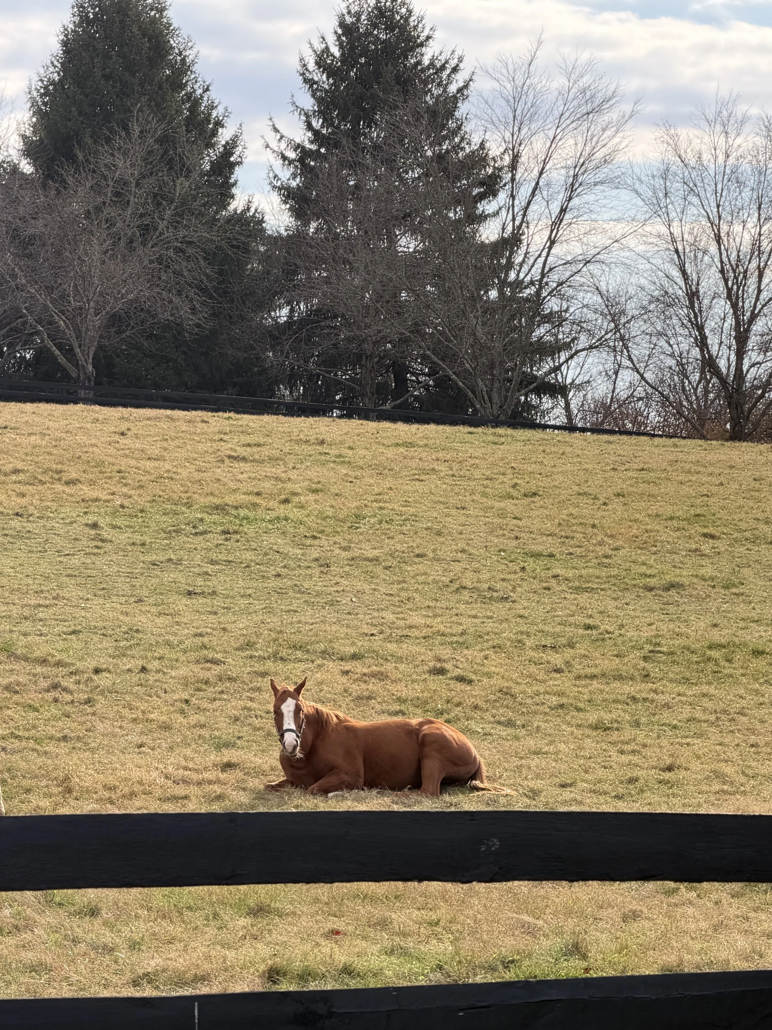  Napping on the farm 