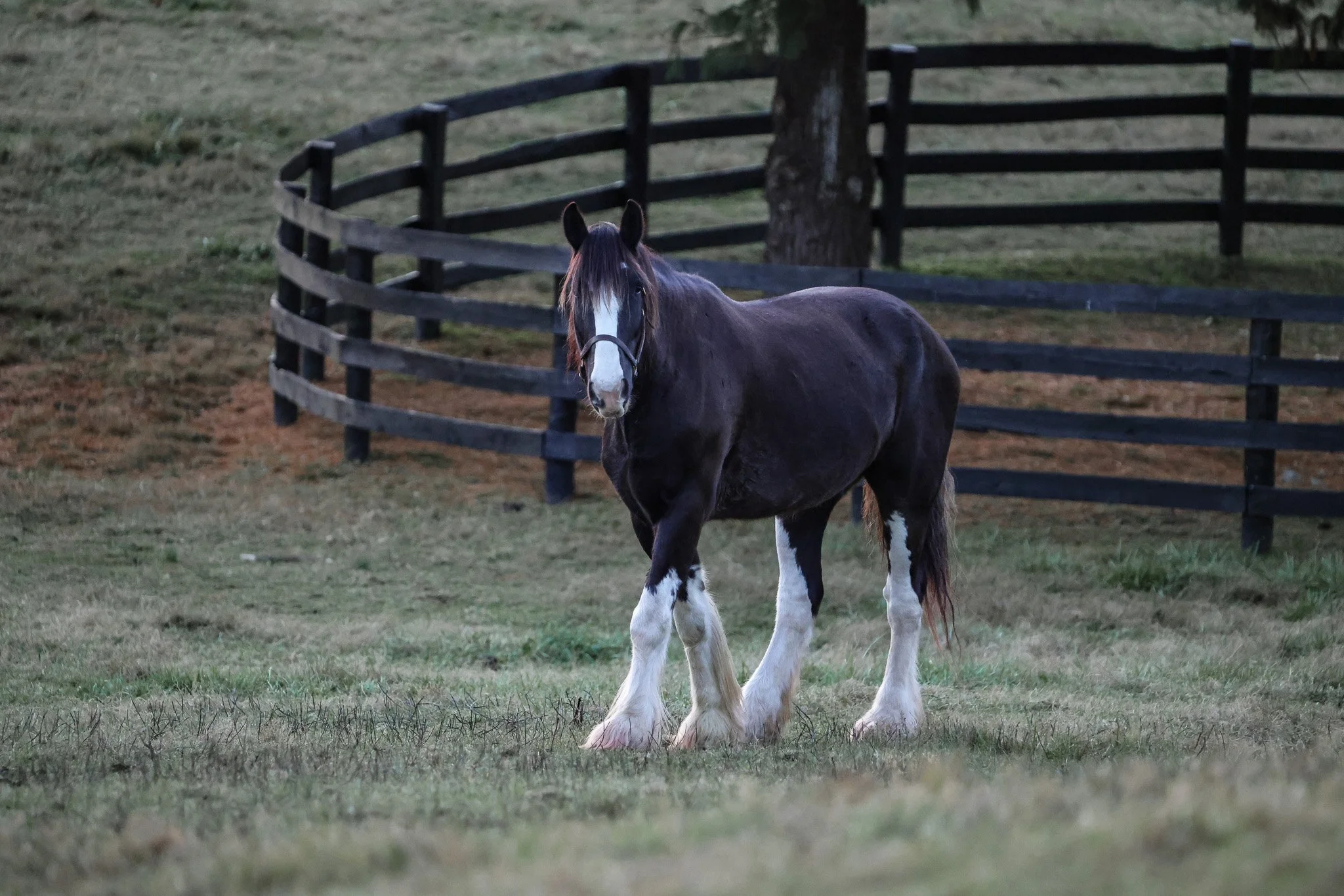  Arthur on the farm in Nov 2025 