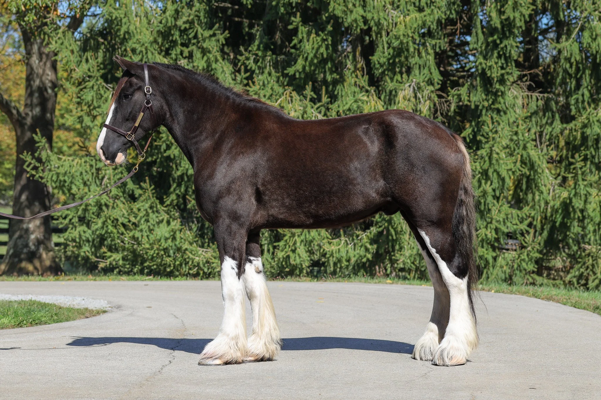  Arthur in October 2025 