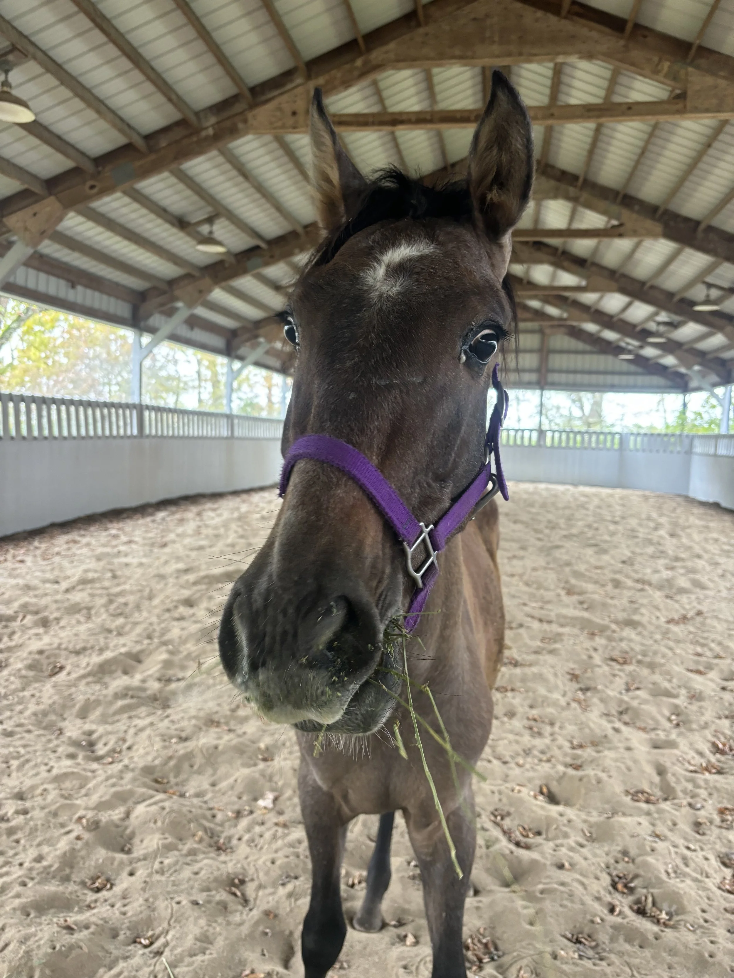  Cinnamon first day on the farm 