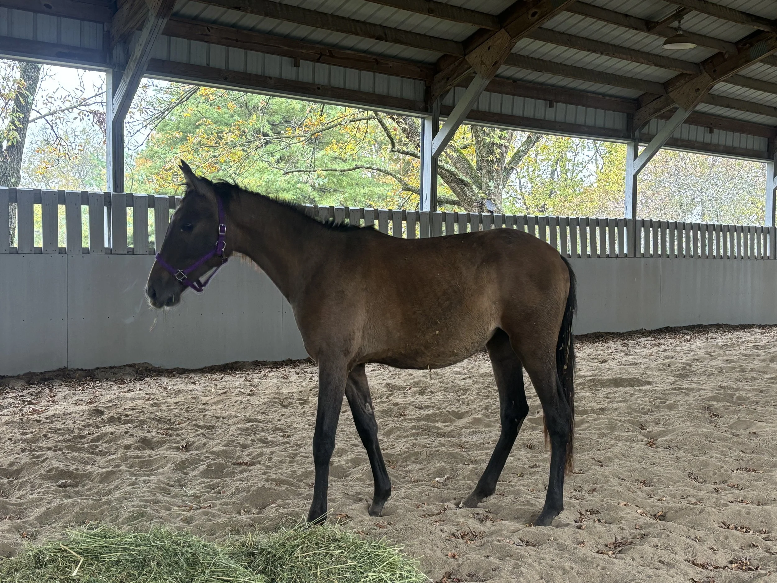  Cinnamon first day on the farm 