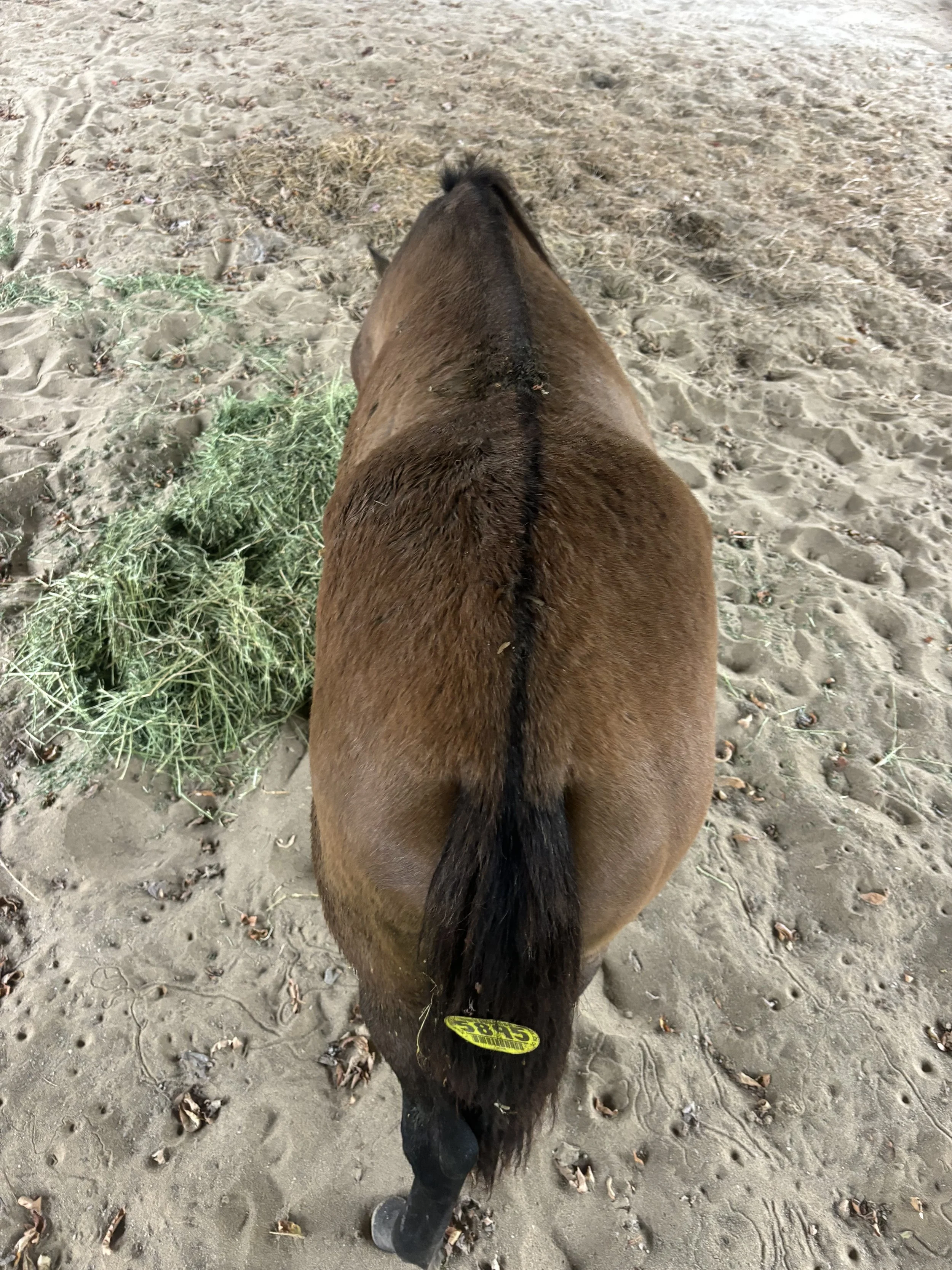  Cinnamon first day on the farm 