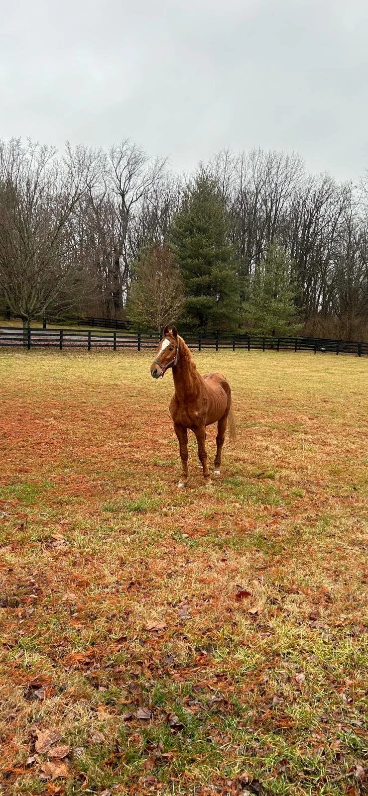  Tom having first arrived to the farm 