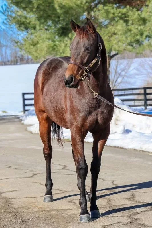  Awesome Hawaiian on the farm shortly after arrival 
