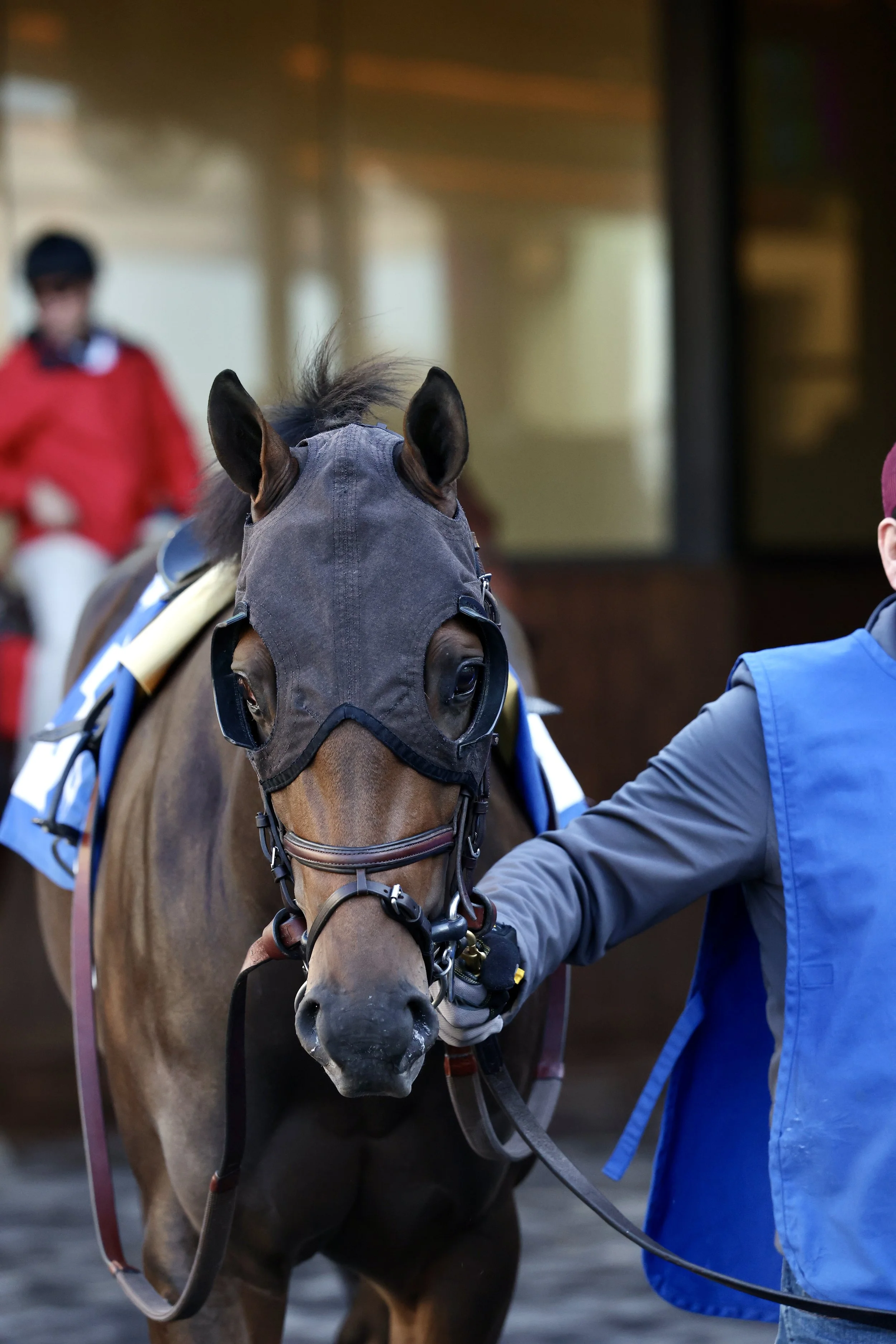  Awesome Hawaiian in the paddock before his debut 