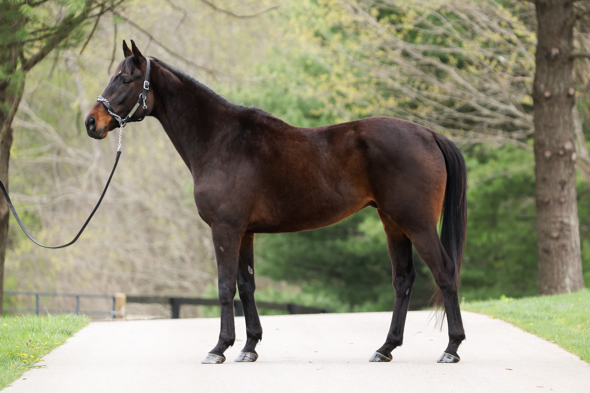  Guitarzan shortly before heading to New Vocations for retraining 