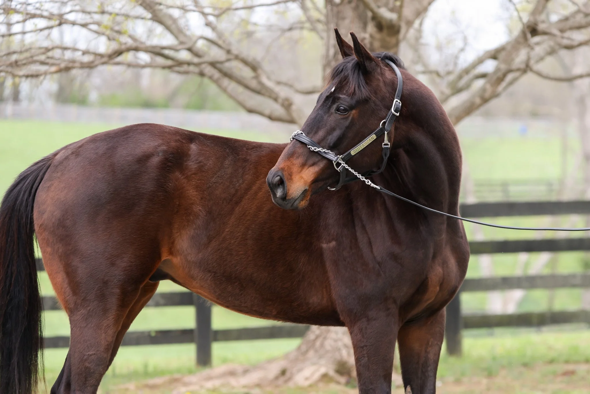  Guitarzan shortly before heading to New Vocations for retraining 