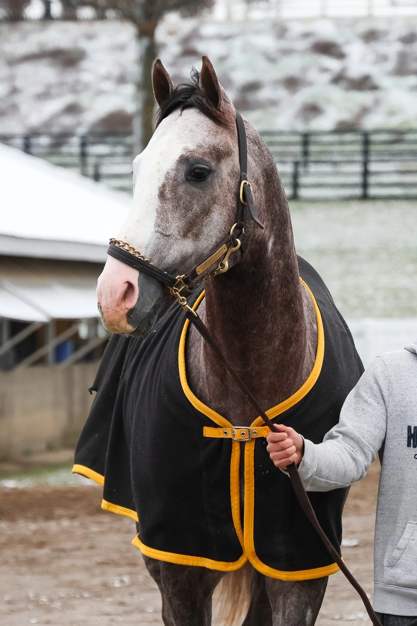  In training at Keeneland in late 2024 