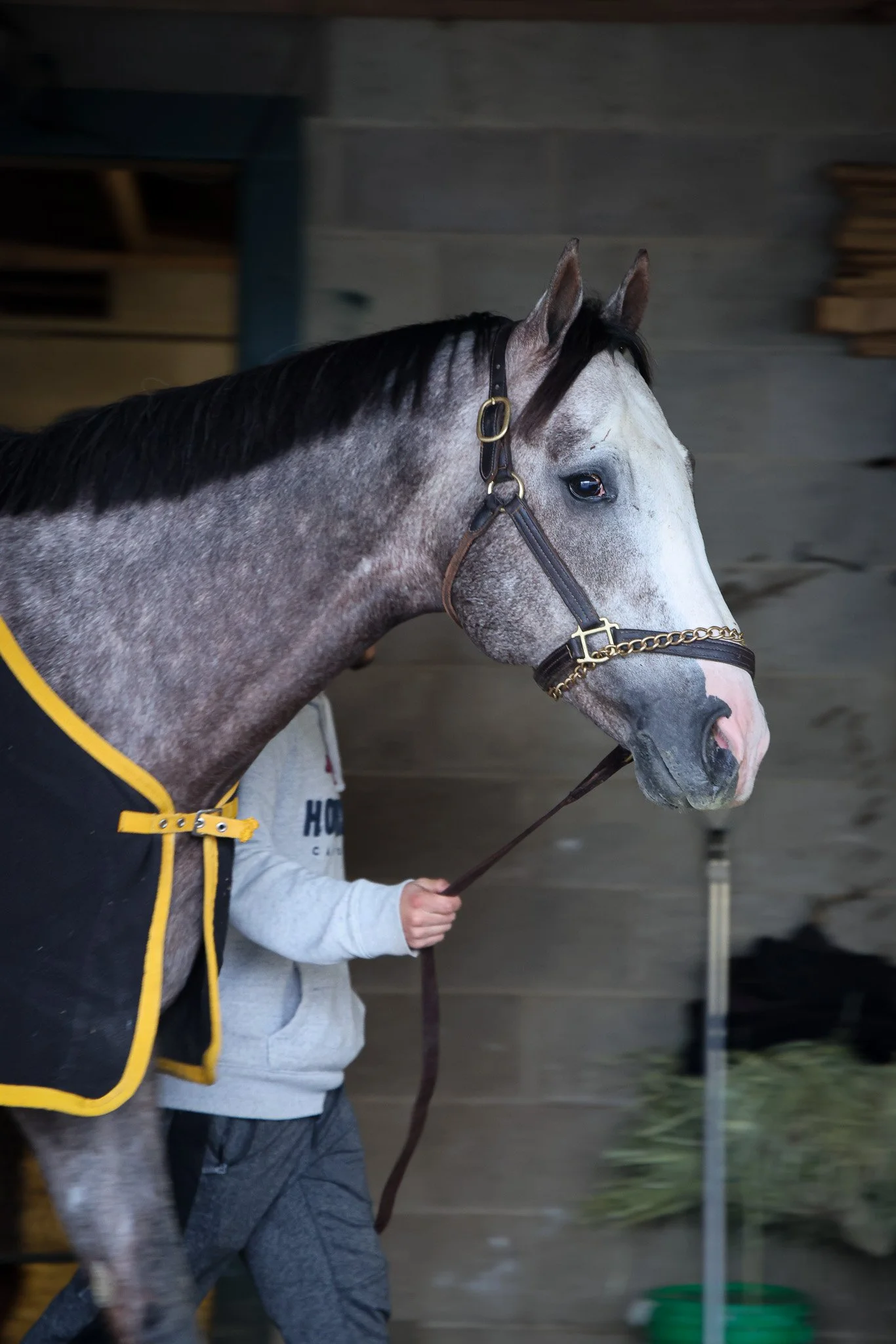  In training at Keeneland in late 2024 