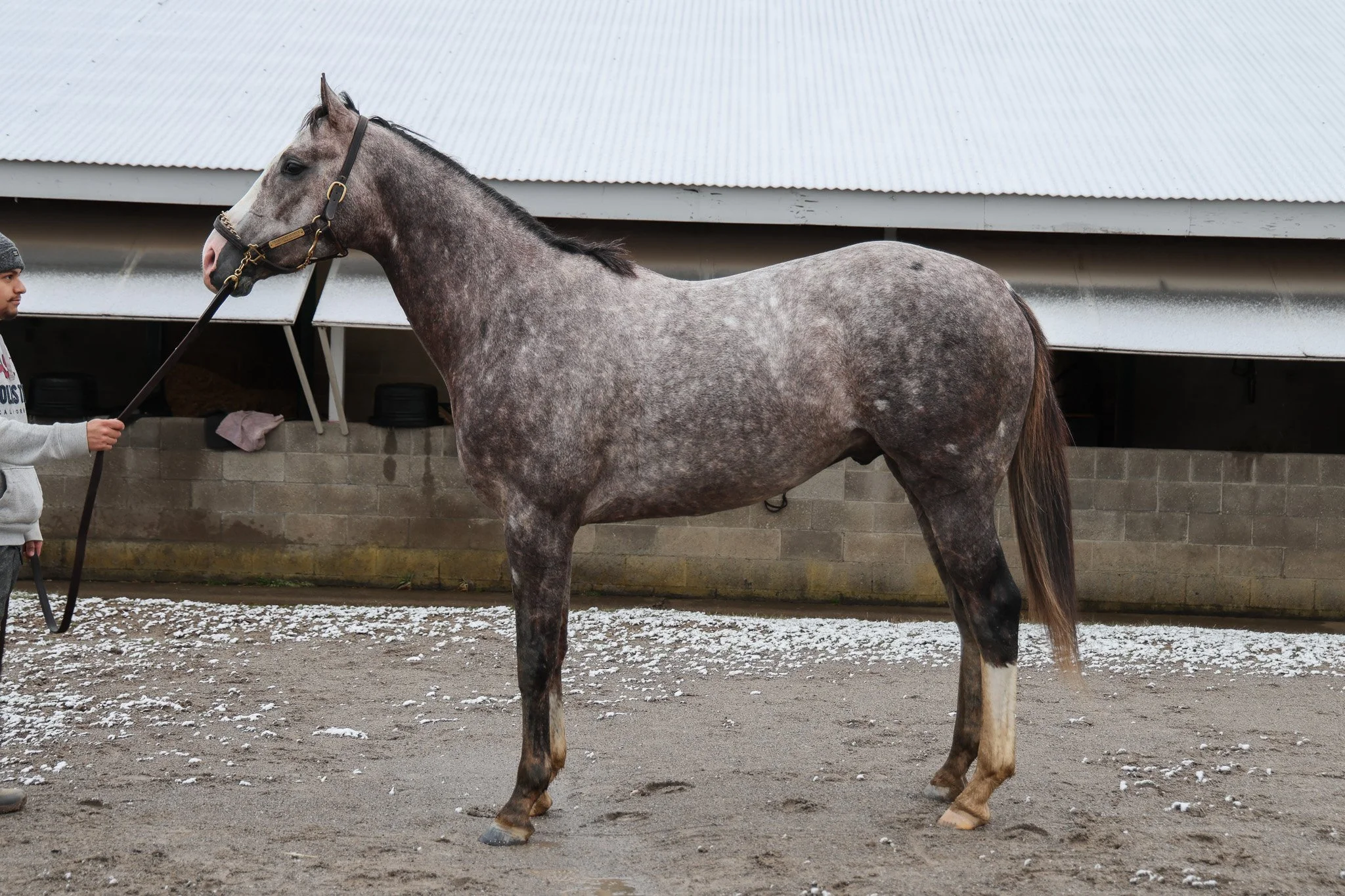  In training at Keeneland in late 2024 