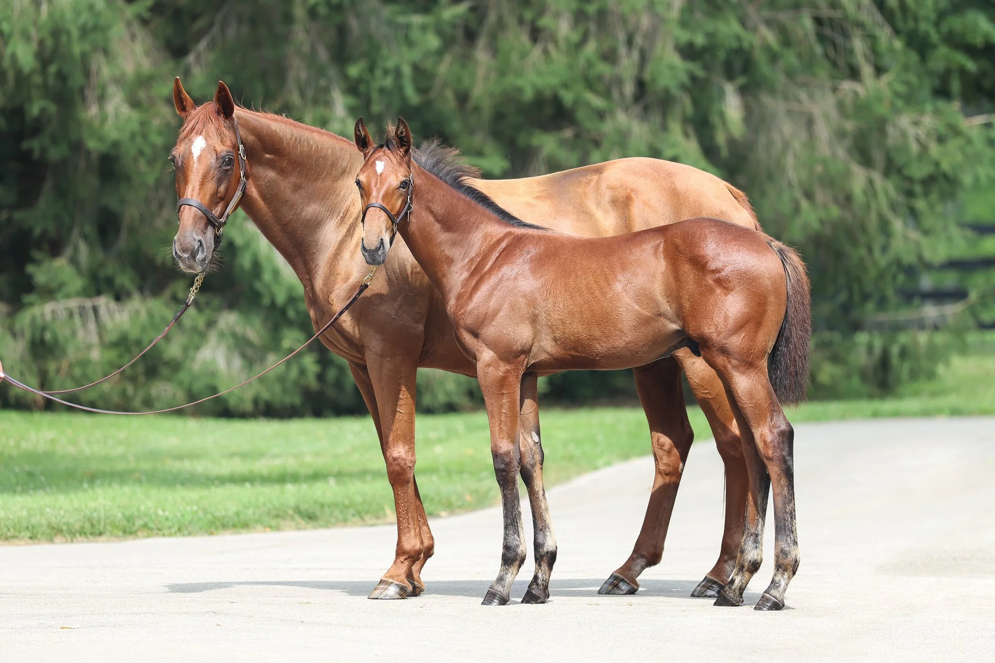  Fancy Ribbons with her 2025 colt 