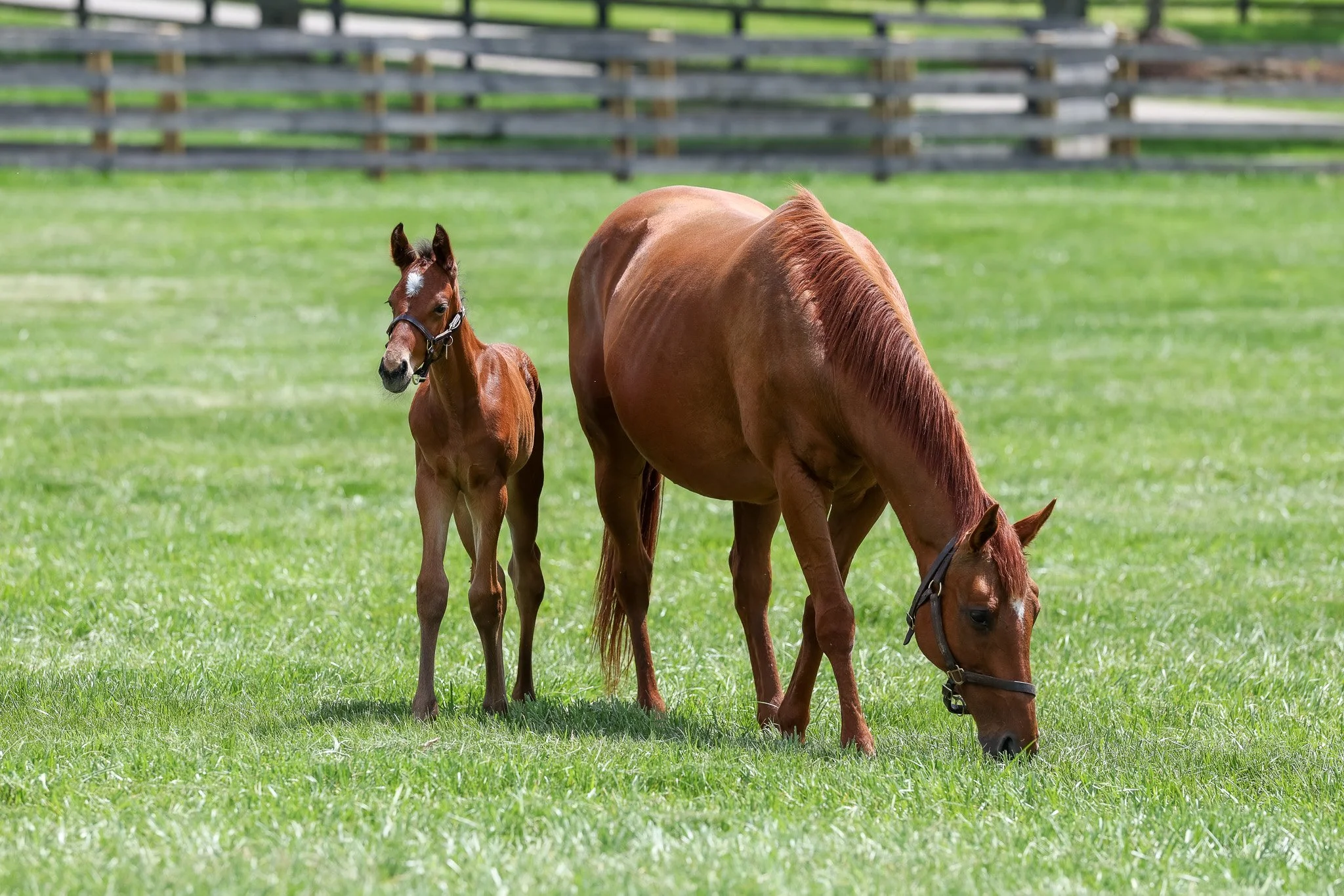  Fancy Ribbons with her 2025 colt 