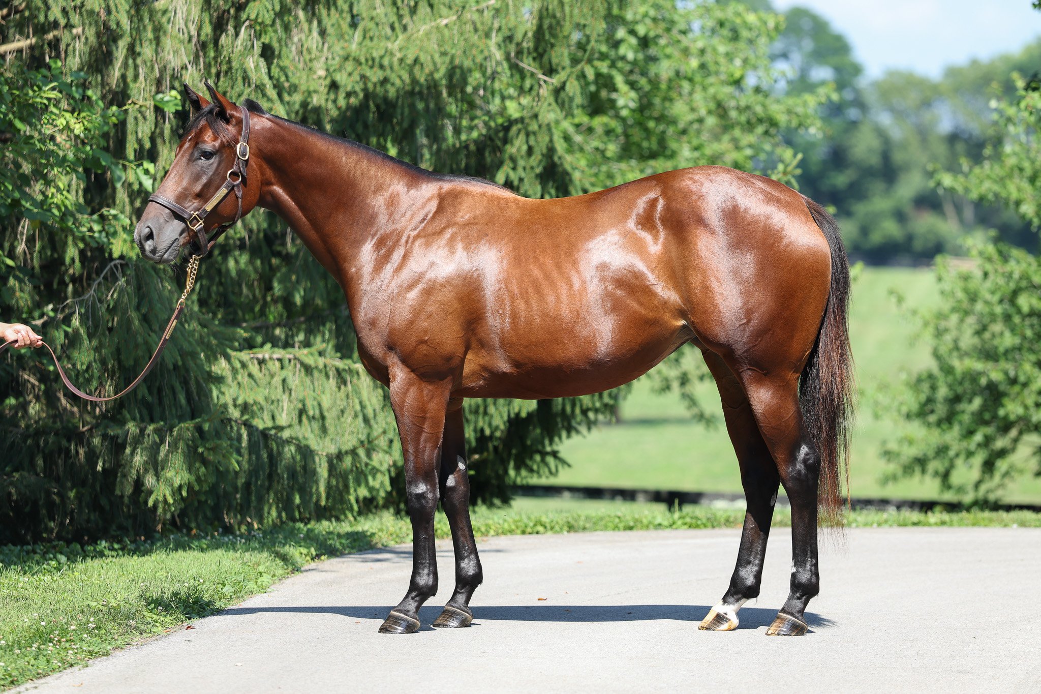  Forbidden Nectar on the farm in July 2025 