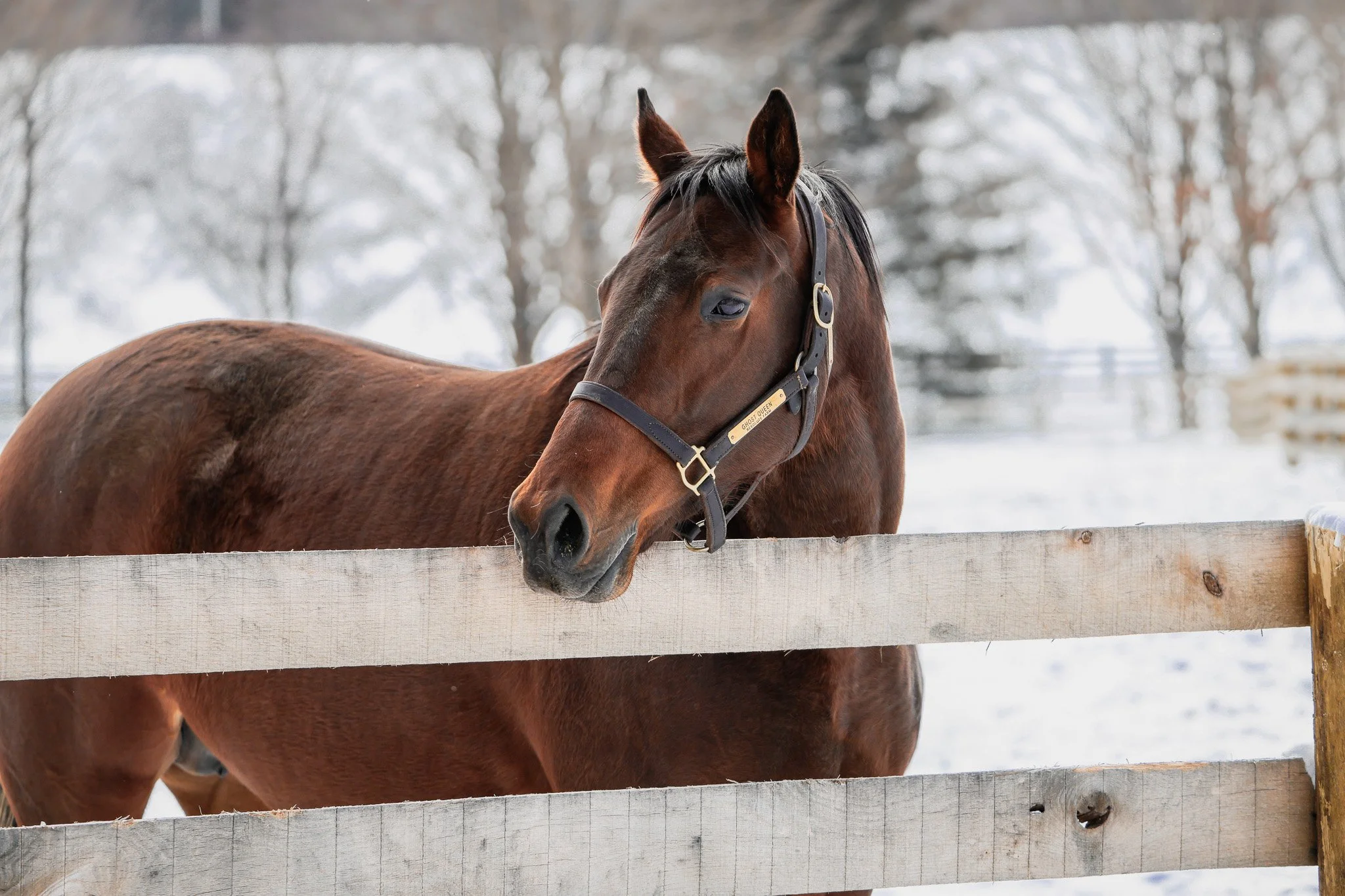  Ghost Queen on the farm in winter 