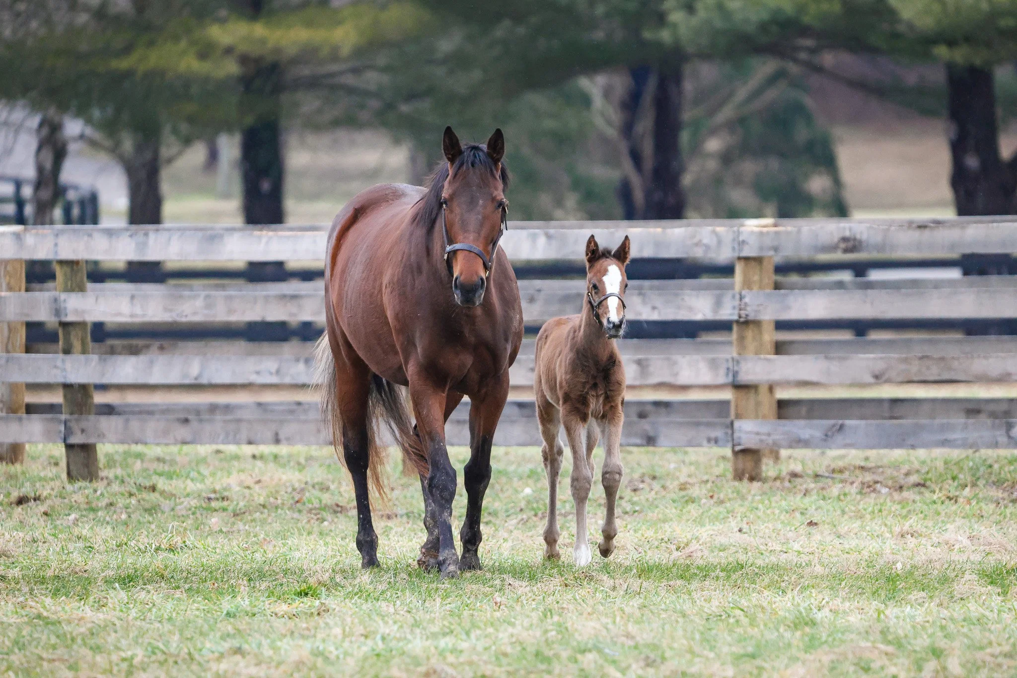  Ghost Queen with her 2025 filly 