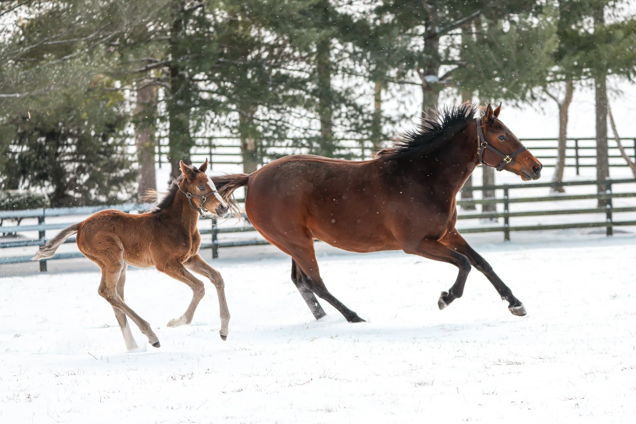  Ghost Queen with her 2025 filly 