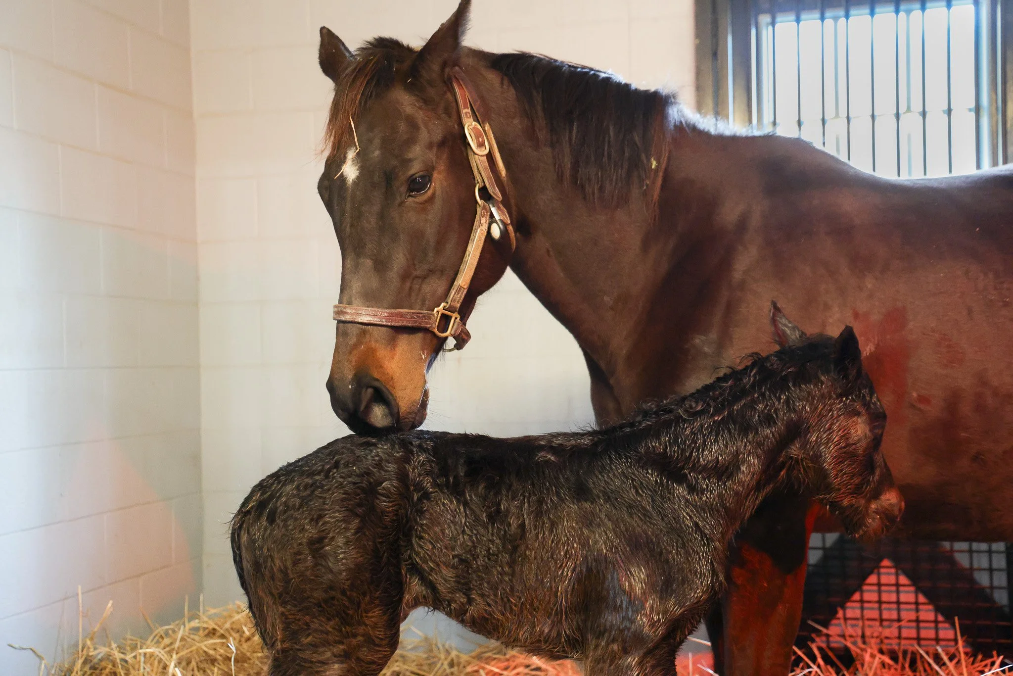  Goodnight Olive with her 2025 colt shortly after birth 