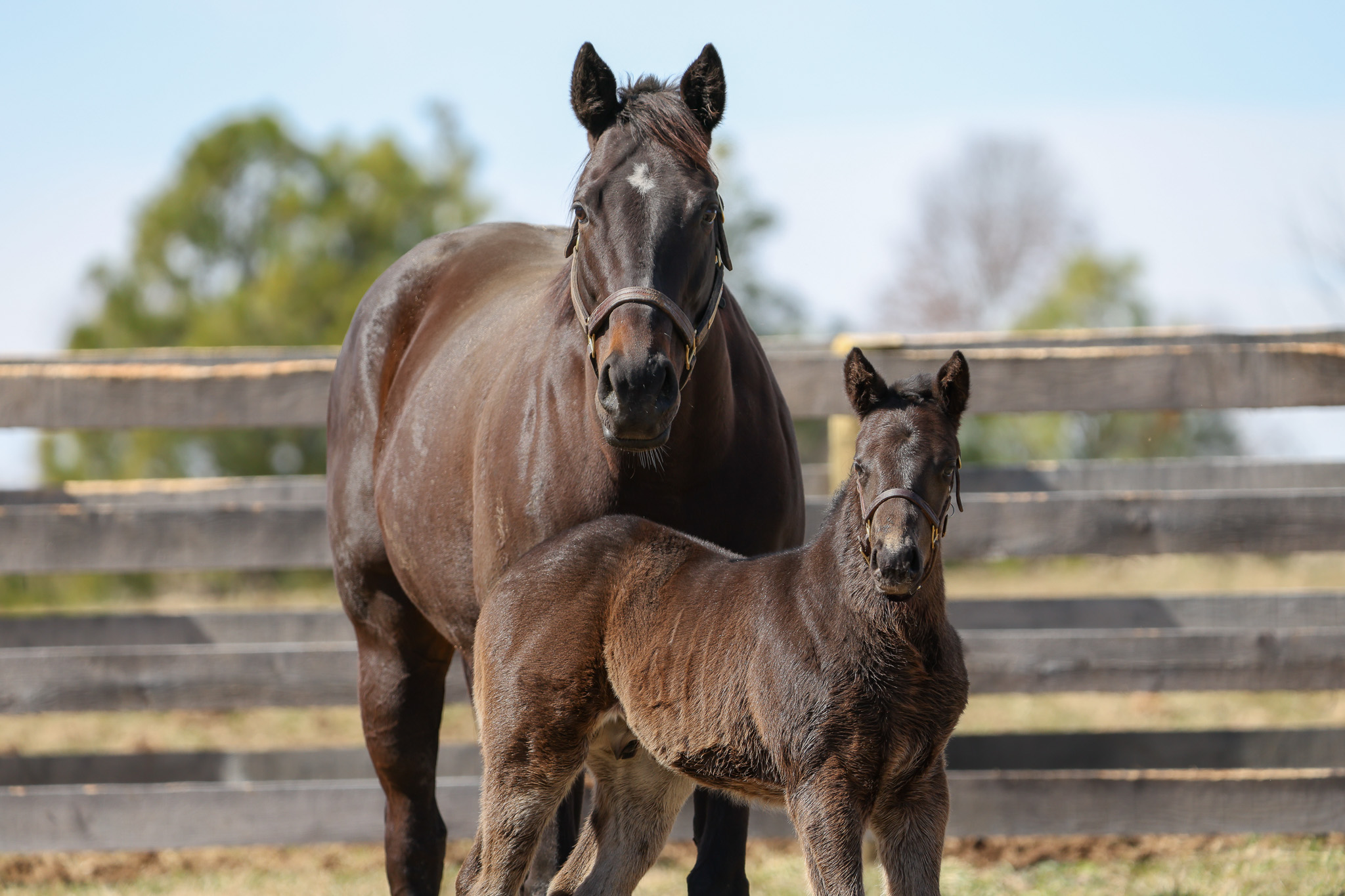  Goodnight Olive with her 2025 colt 