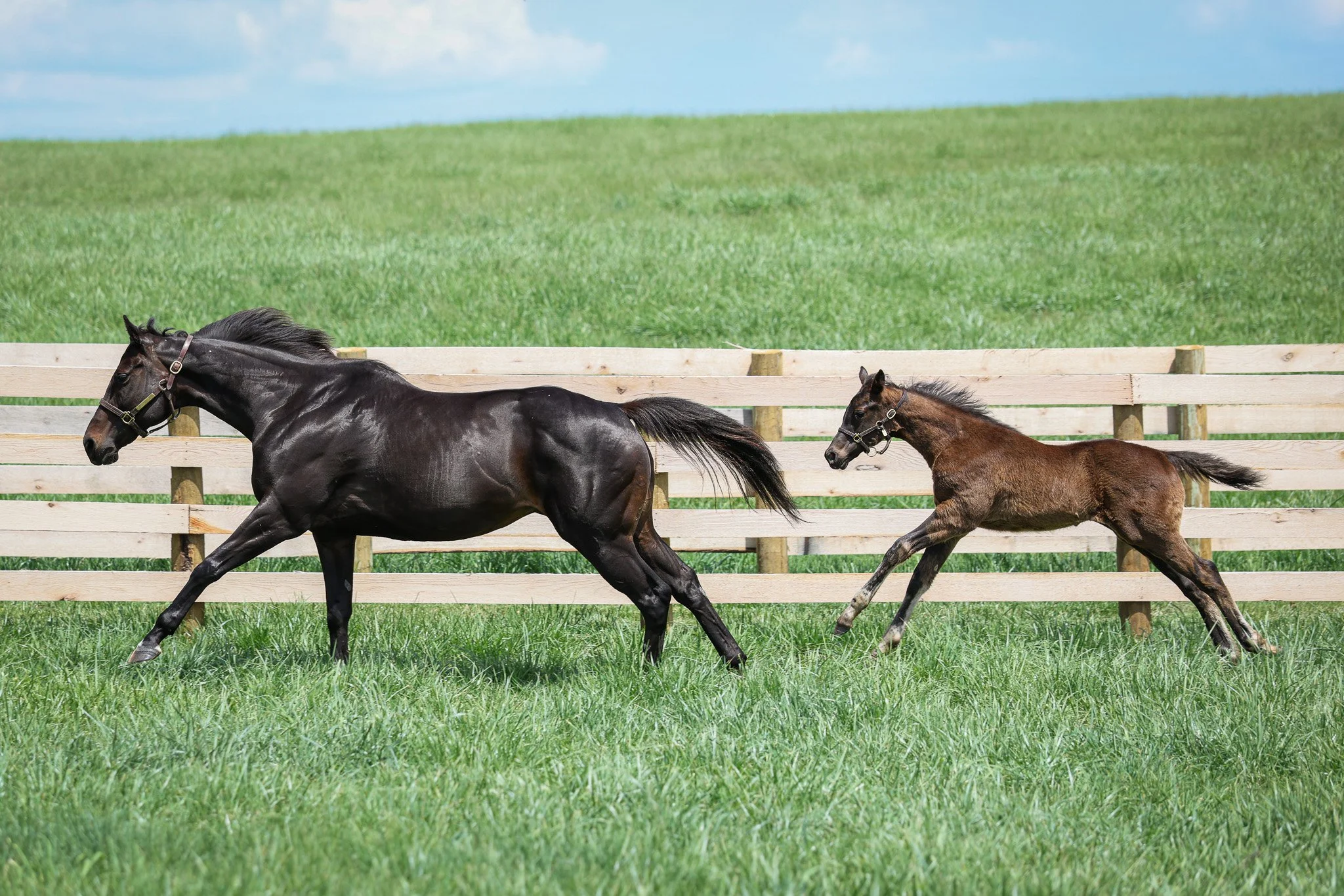  Goodnight Olive with her 2025 colt 