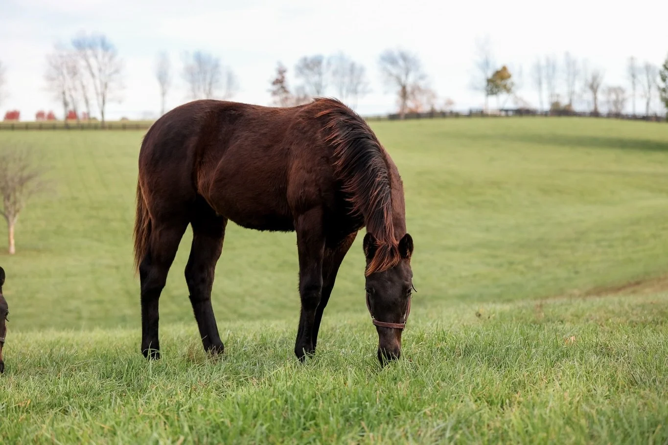 Happy Weanling Wednesday from &ldquo;Ollie&rdquo;! 👋🏻
Our NOT THIS TIME Colt out of champion, GOODNIGHT OLIVE 🫒 

Ollie is learning and growing up here on the farm and as always, exceeding expectations 🤩