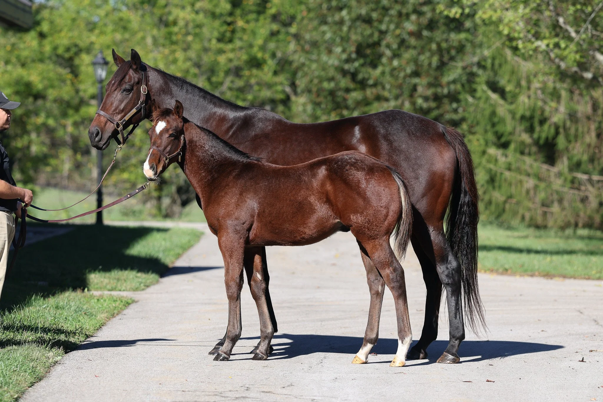  Happen &amp; her 2025 colt 