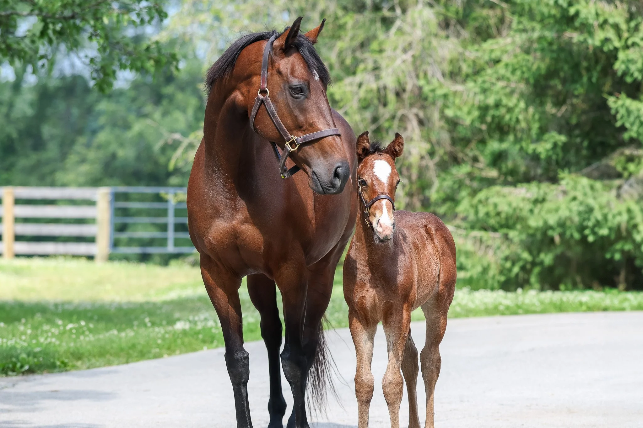  Happen &amp; her 2025 colt 