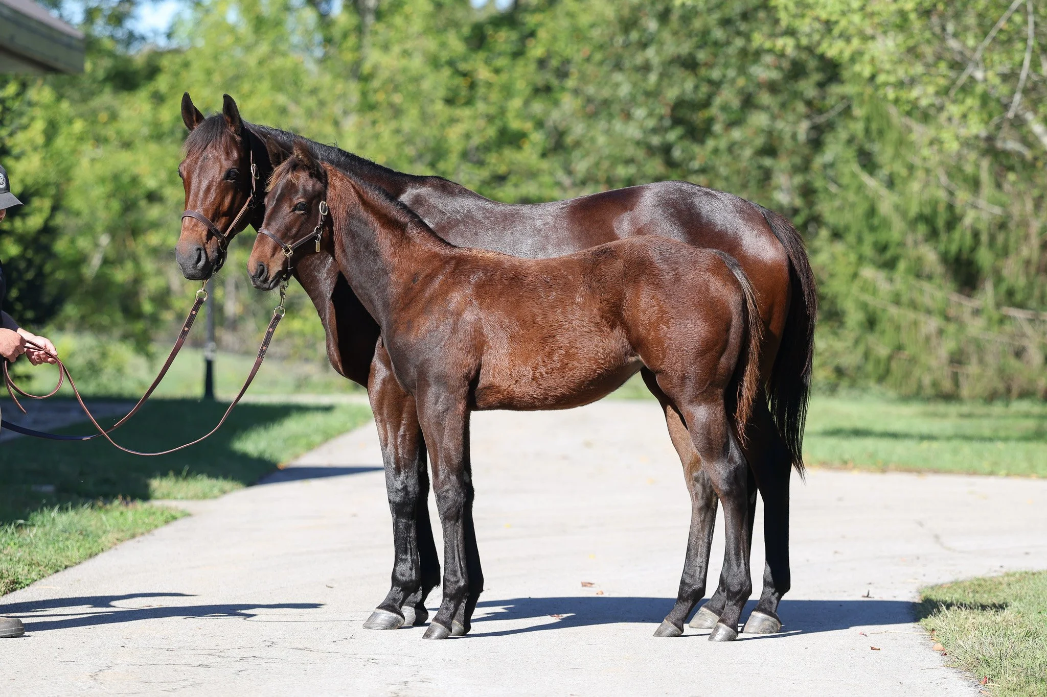 Indian Mound and her 2025 filly 