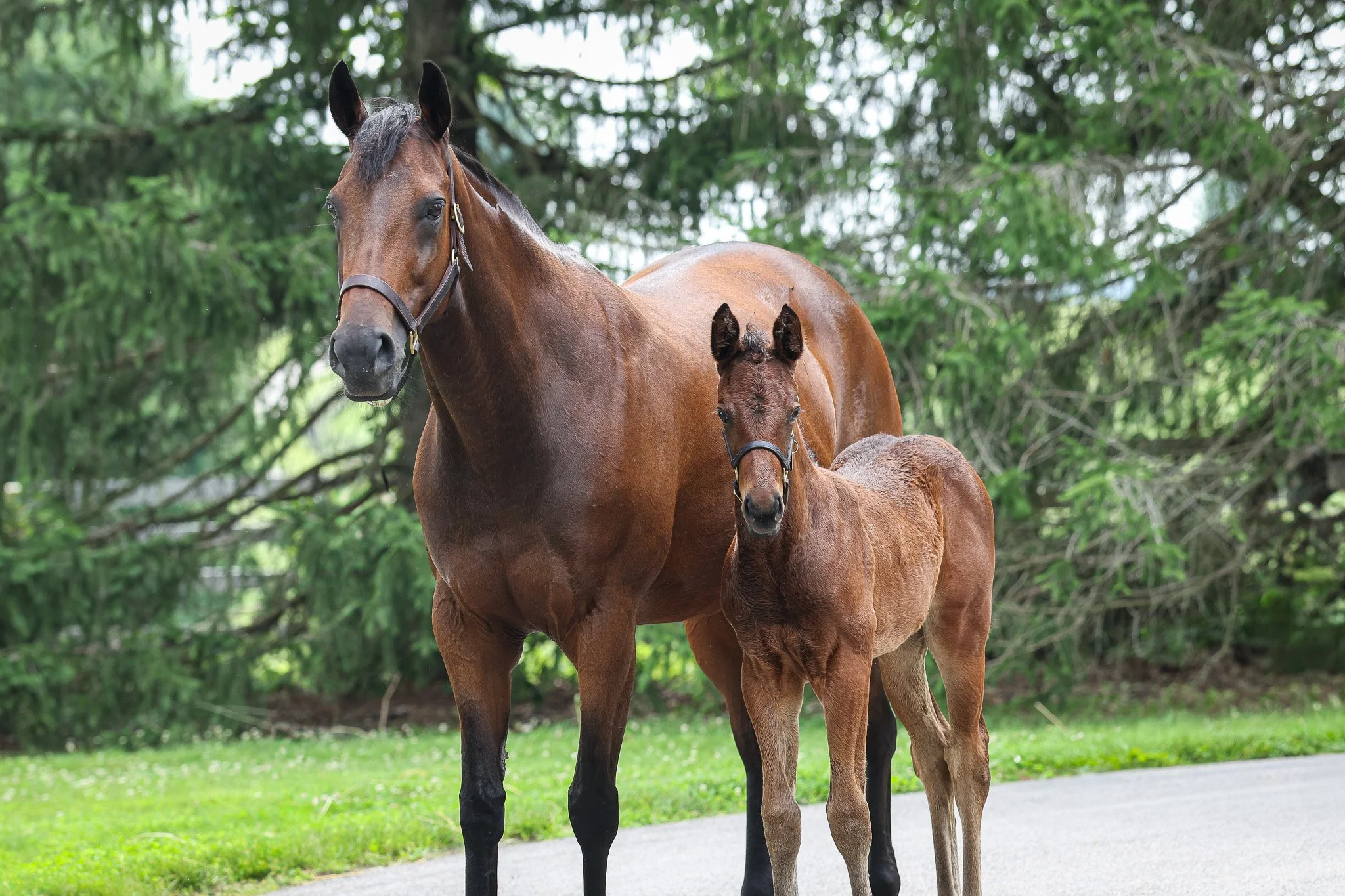  Indian Mound and her 2025 filly 