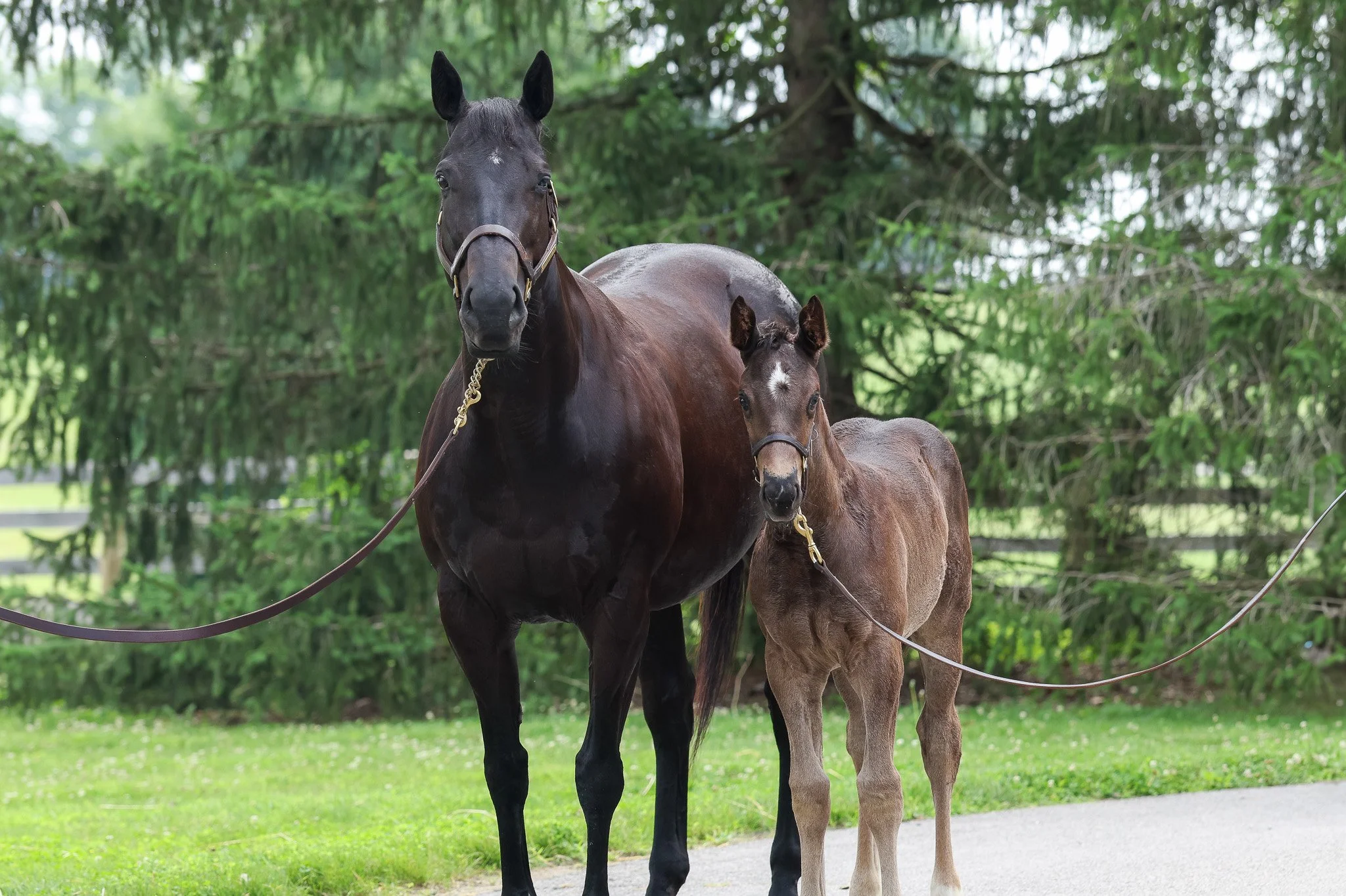  Jimson Legend and her 2025 filly 