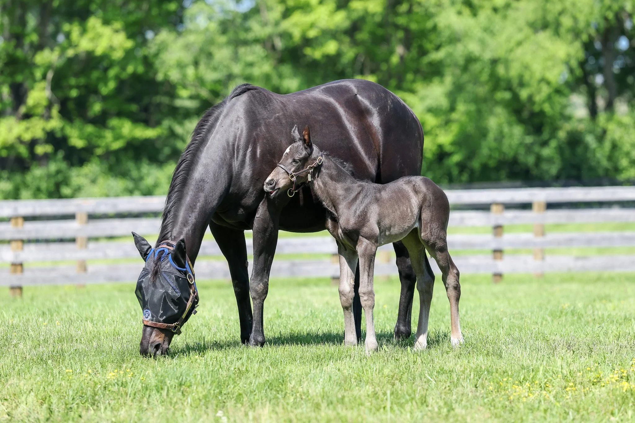  Jimson Legend and her 2025 filly 