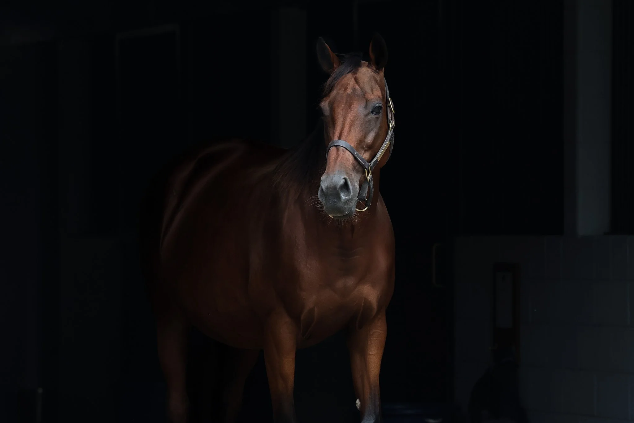 Lilas Canopus HS 8.21.25.jpg