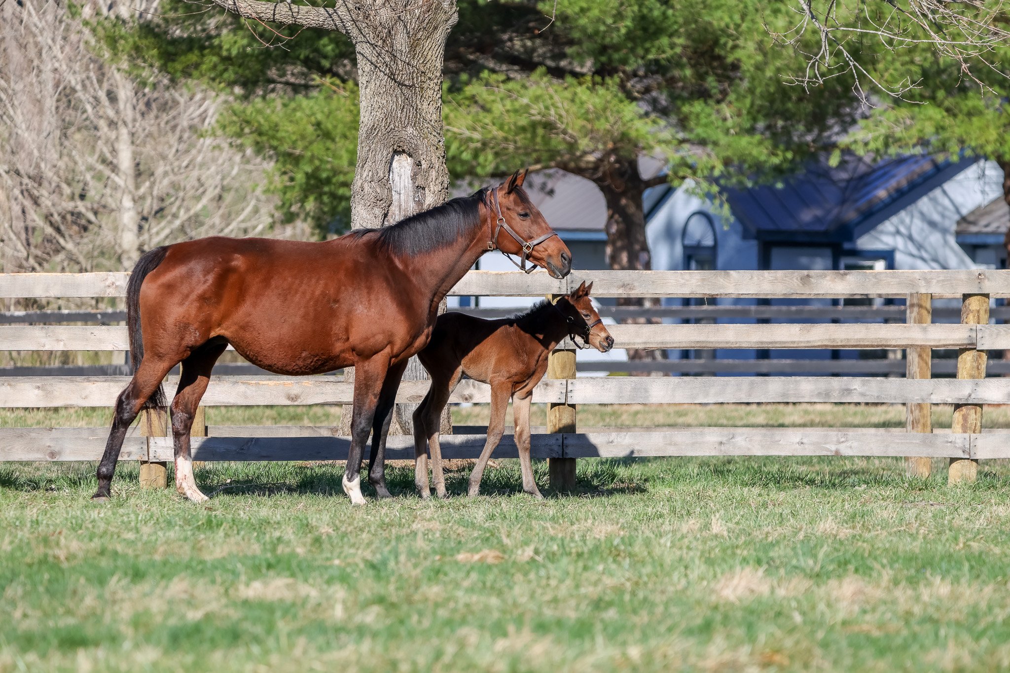  Lilas Canopus and her 2025 filly 