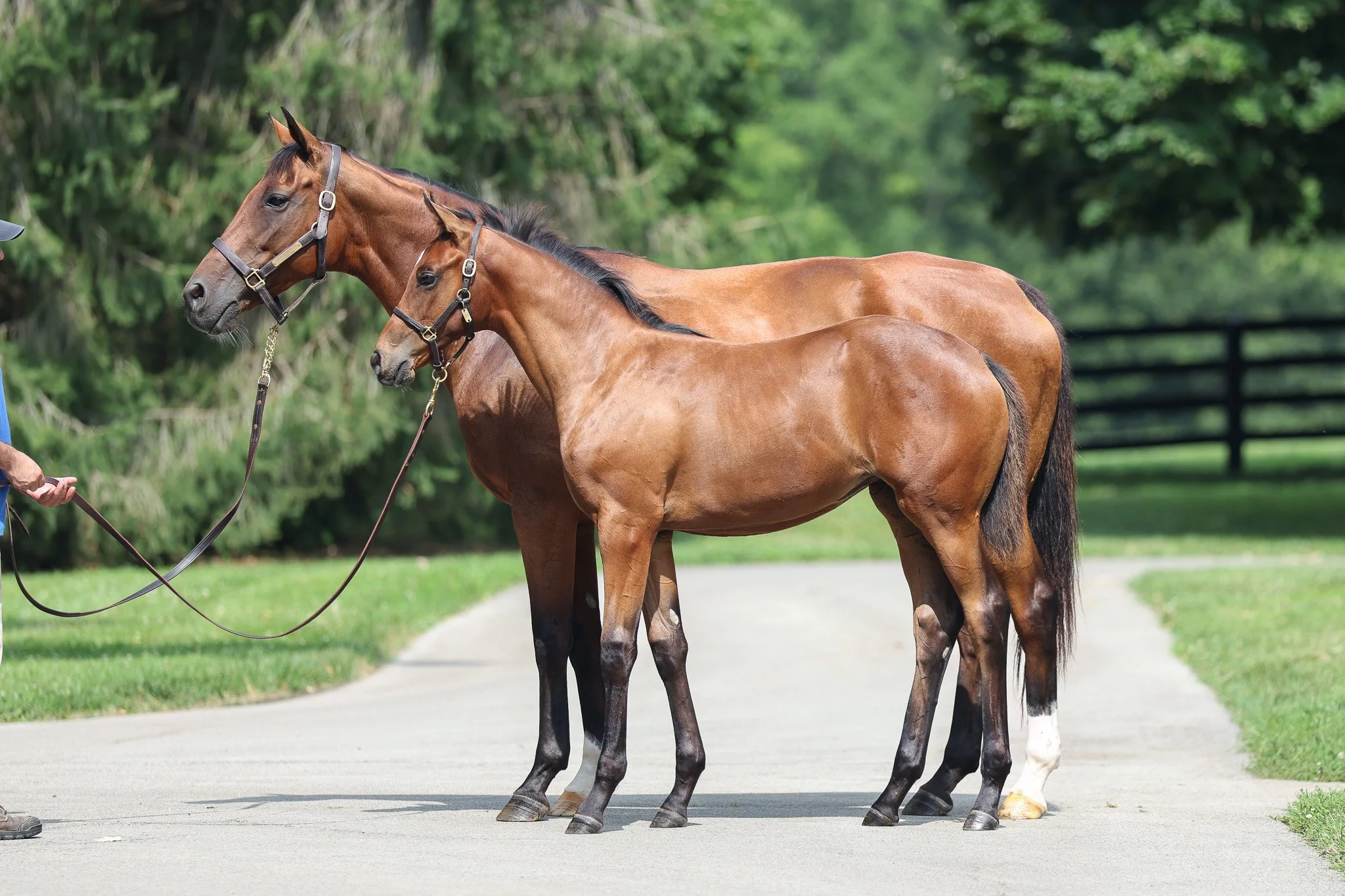  Lilas Canopus and her 2025 filly 