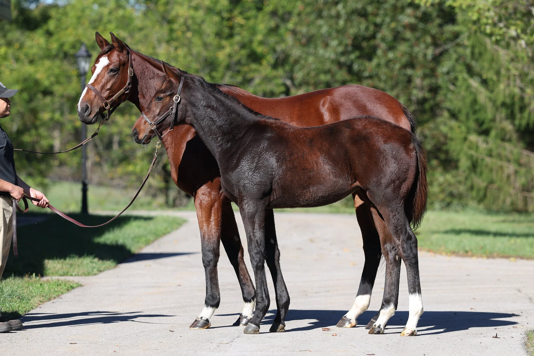  Love and Beauty with her 2025 filly 