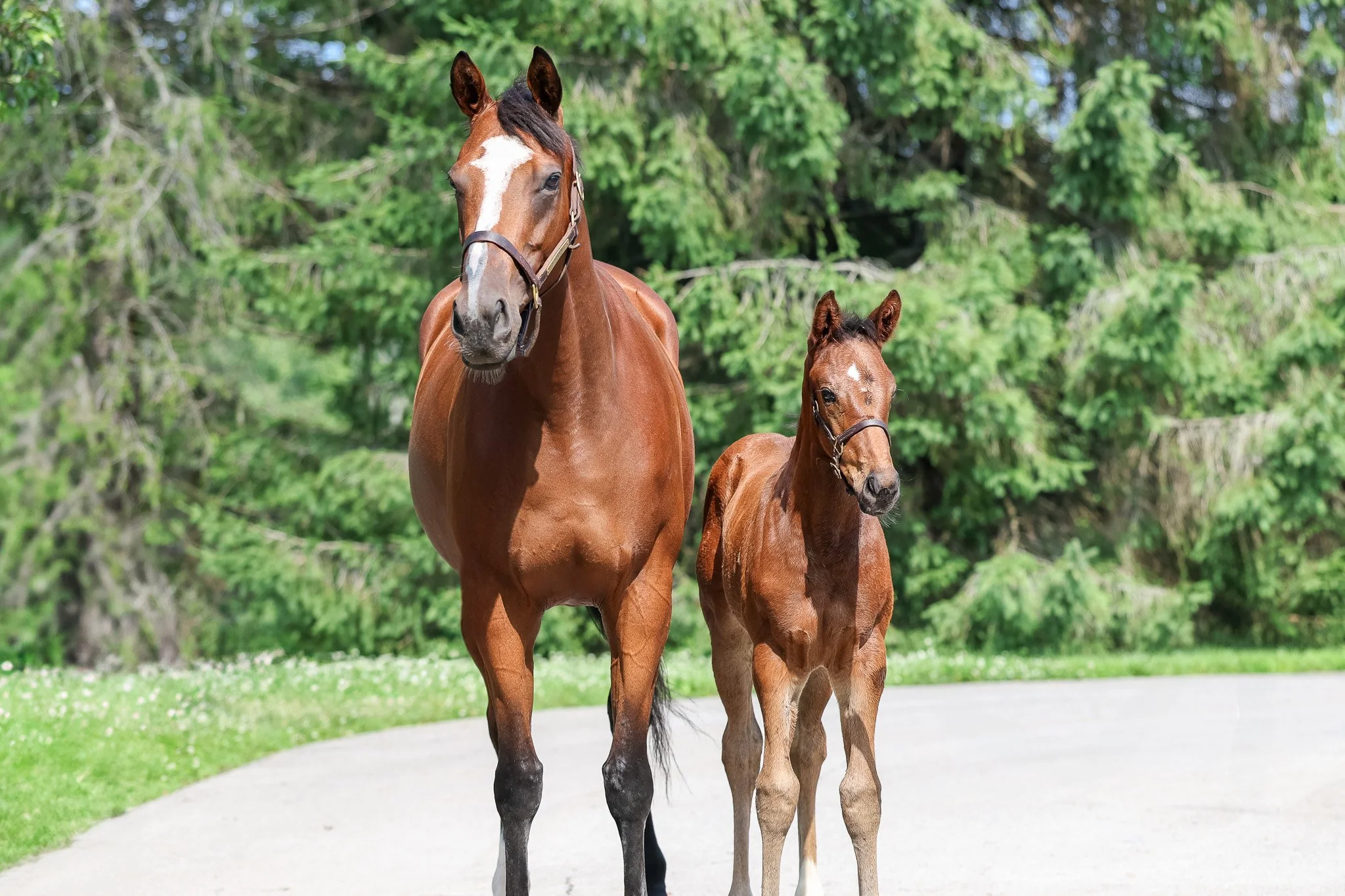  Love and Beauty with her 2025 filly 