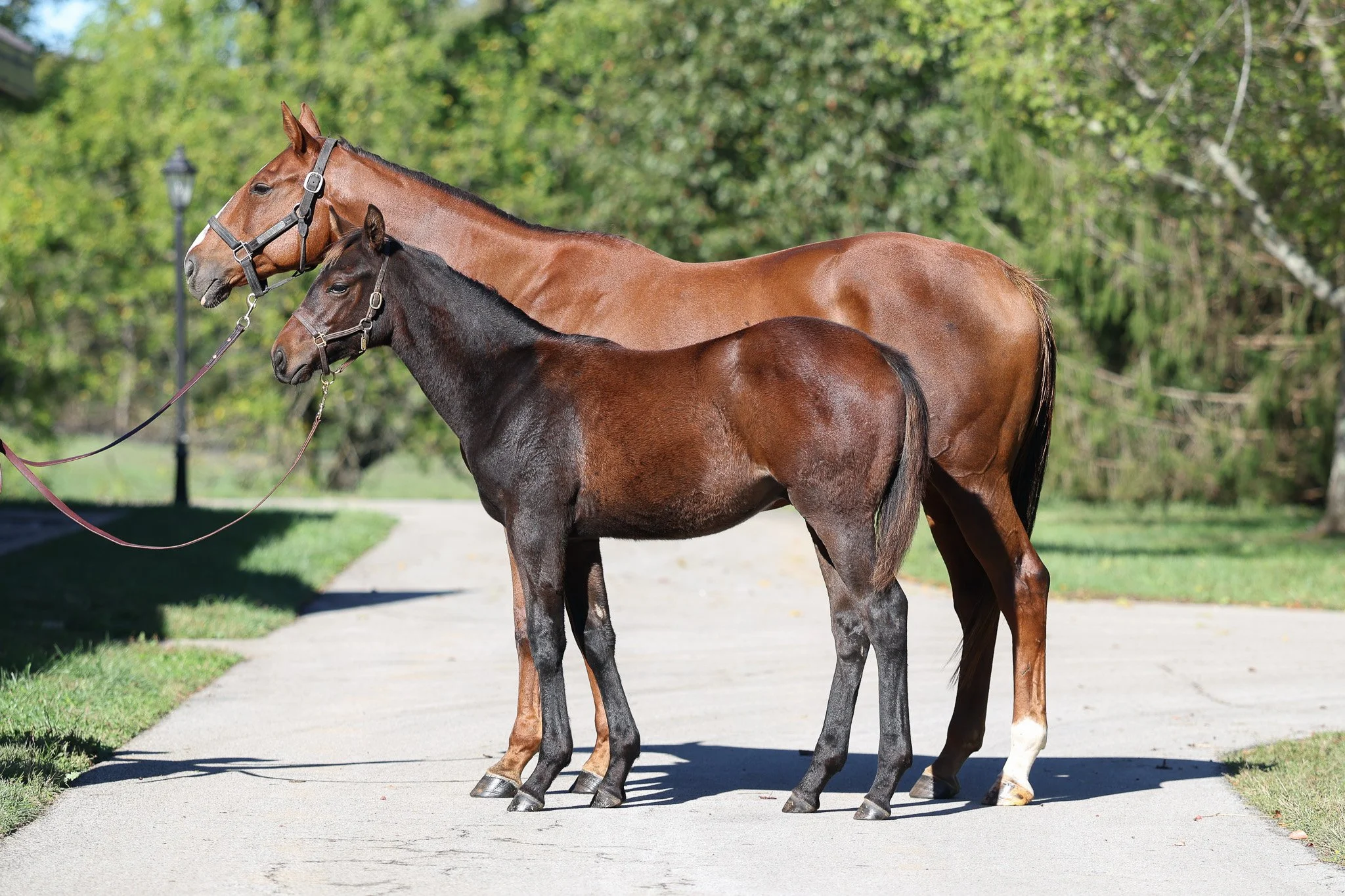  Misty Veil and 2025 colt 