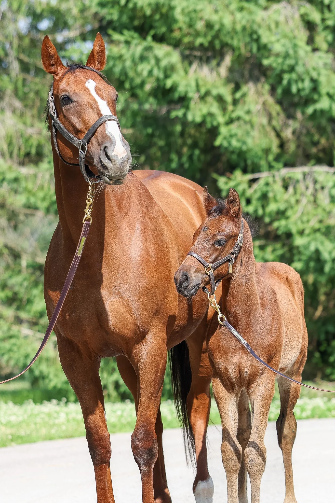 Misty Veil and 2025 colt