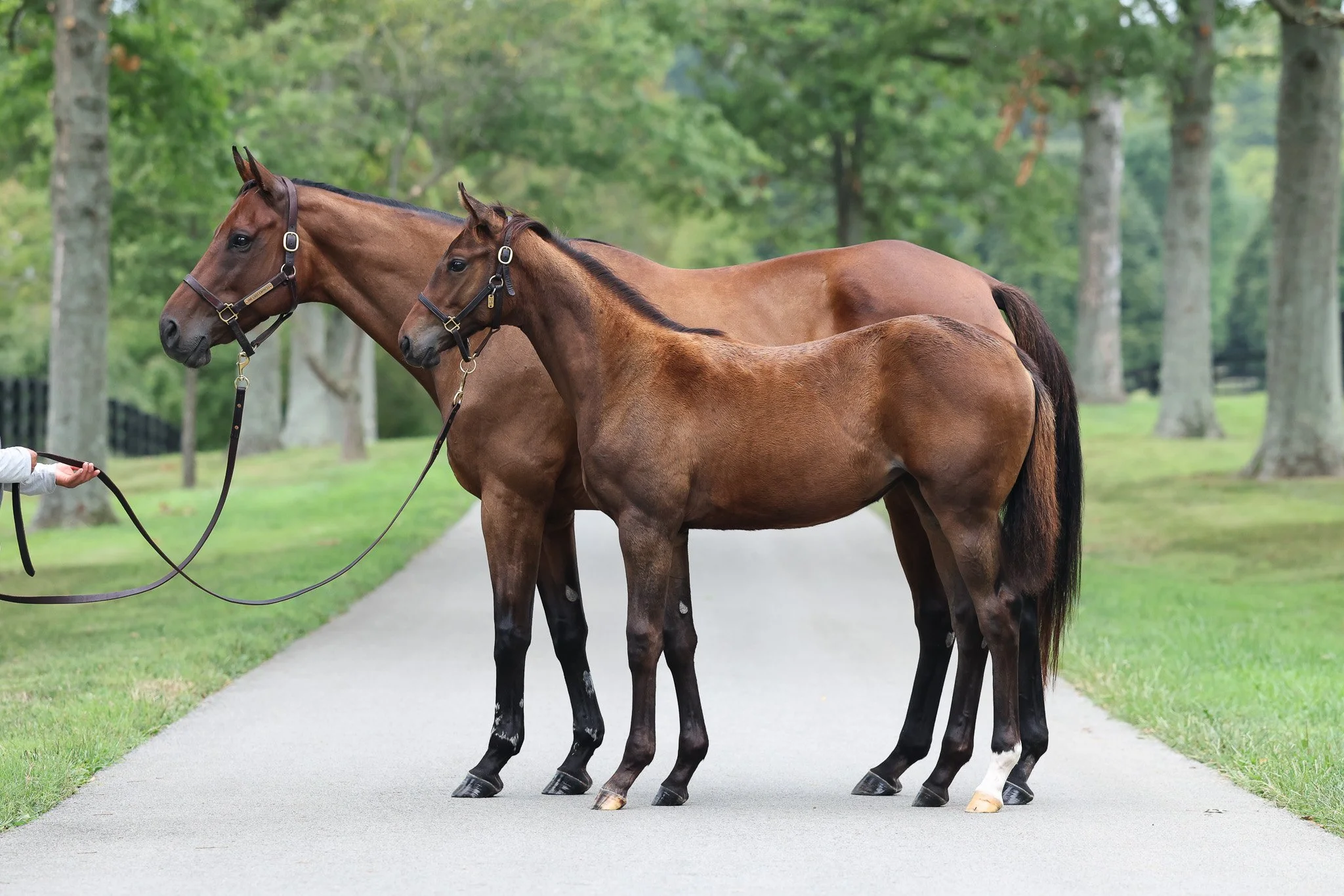  One Last Empress with 2025 filly 