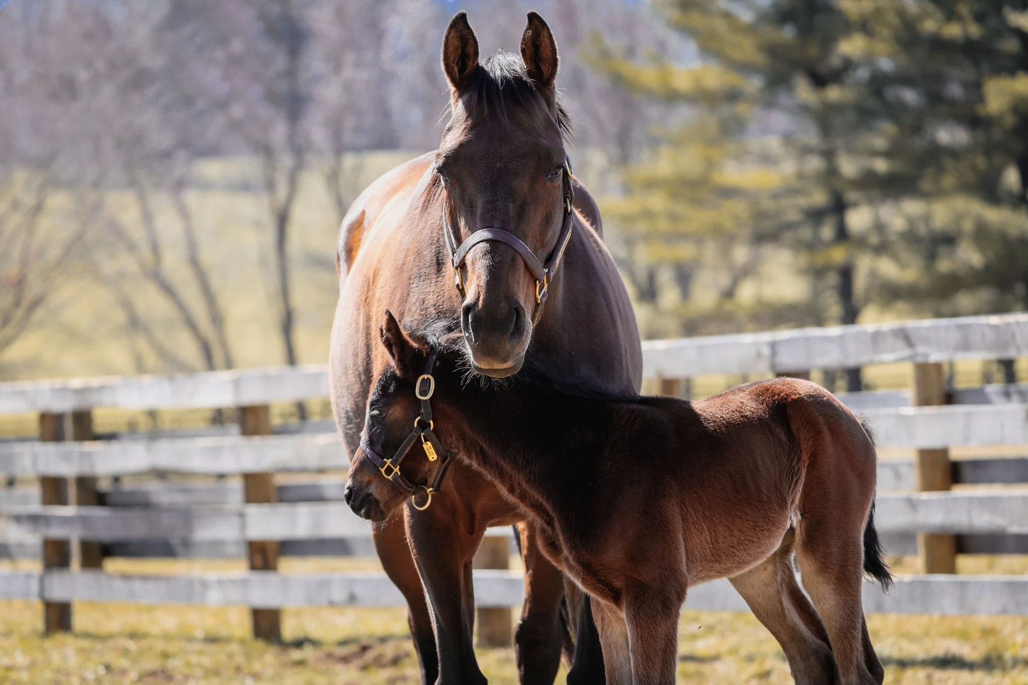  One Last Empress with 2025 filly 