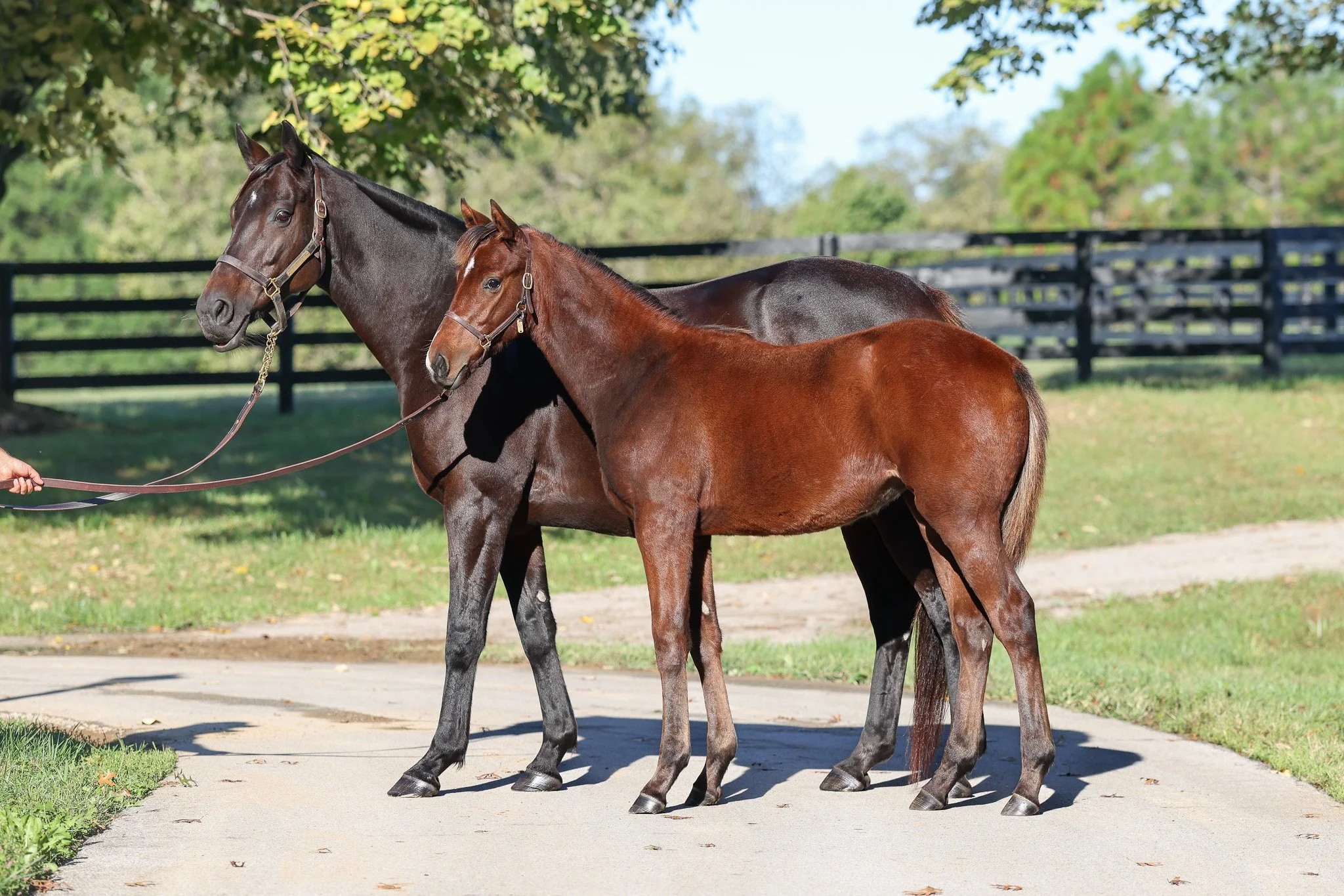  Pink Dogwood with 2025 filly 