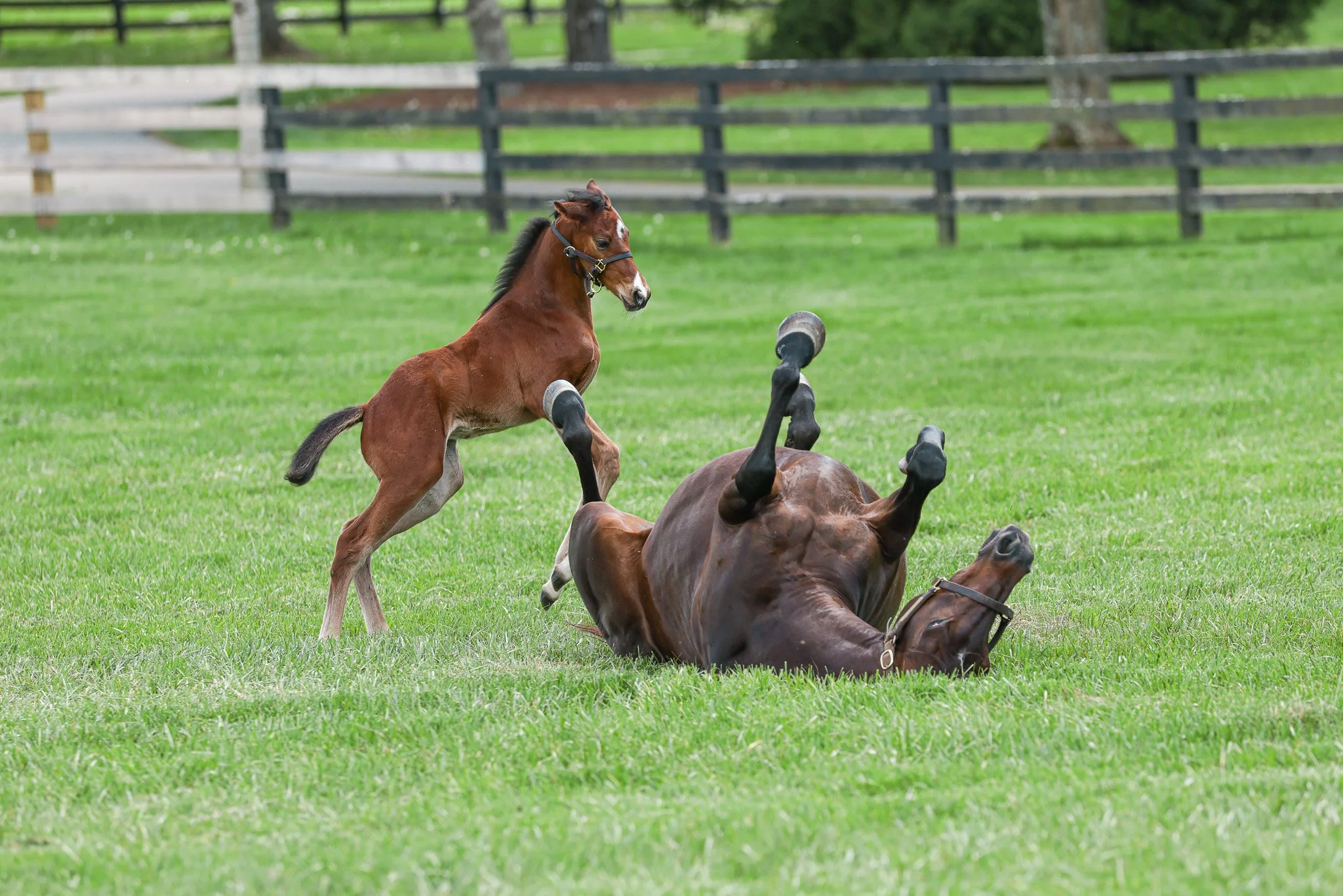  Pink Dogwood with 2025 filly 