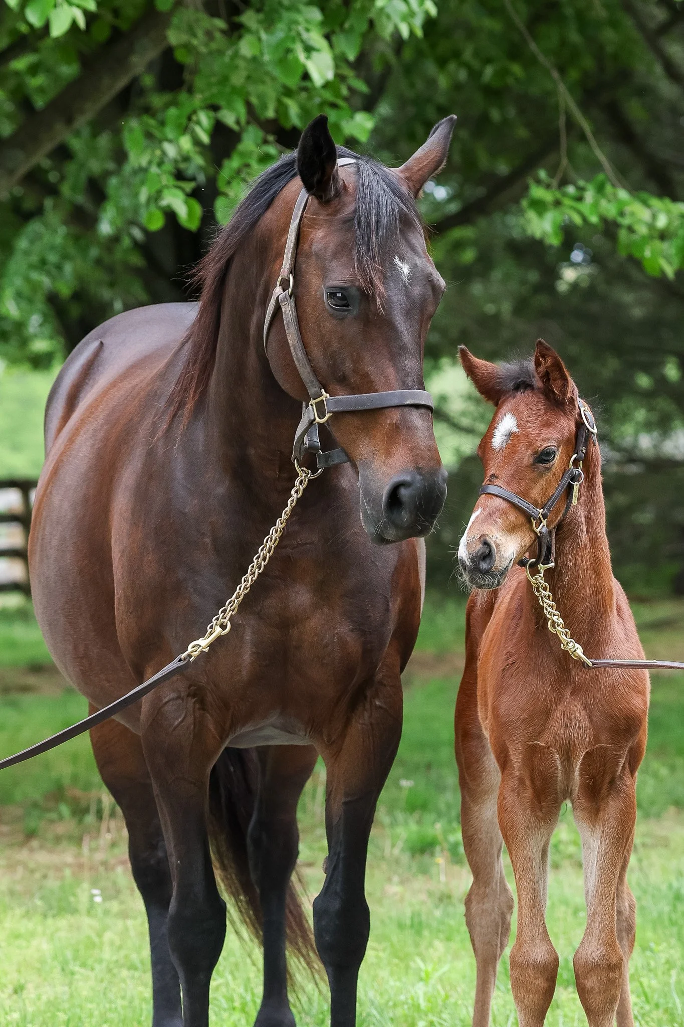  Pink Dogwood with 2025 filly 