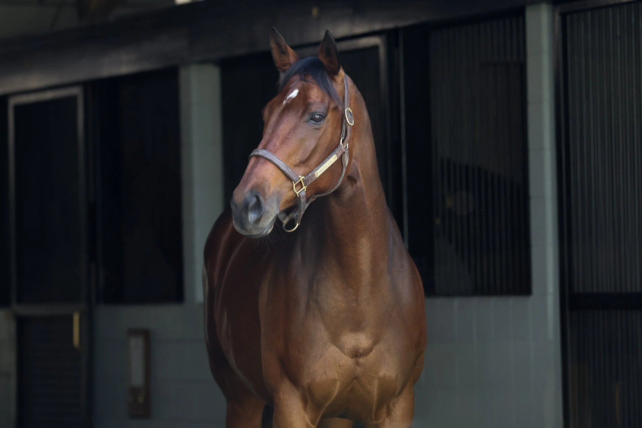 Princess Calla (SAF)