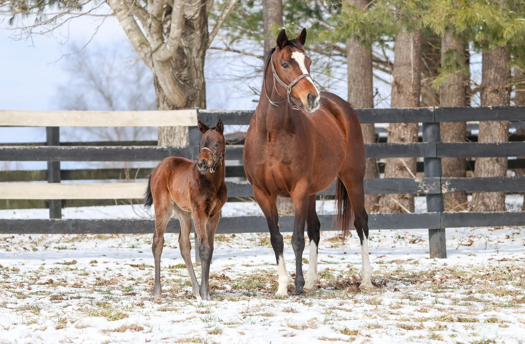  With her 2025 filly 