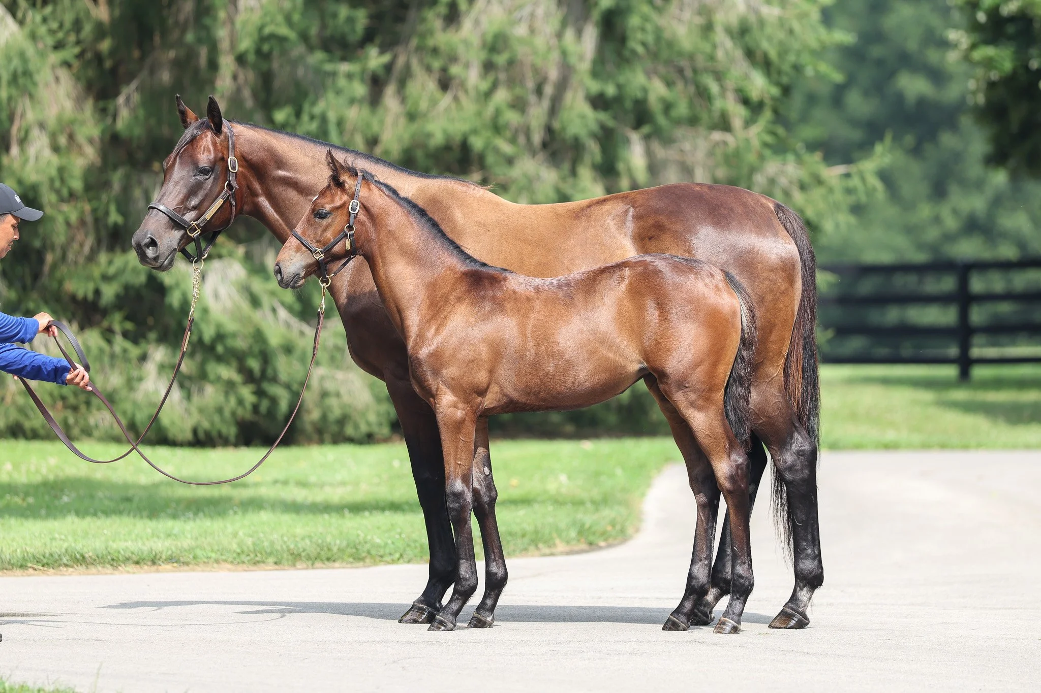  Queen Caroline with her 2025 filly 