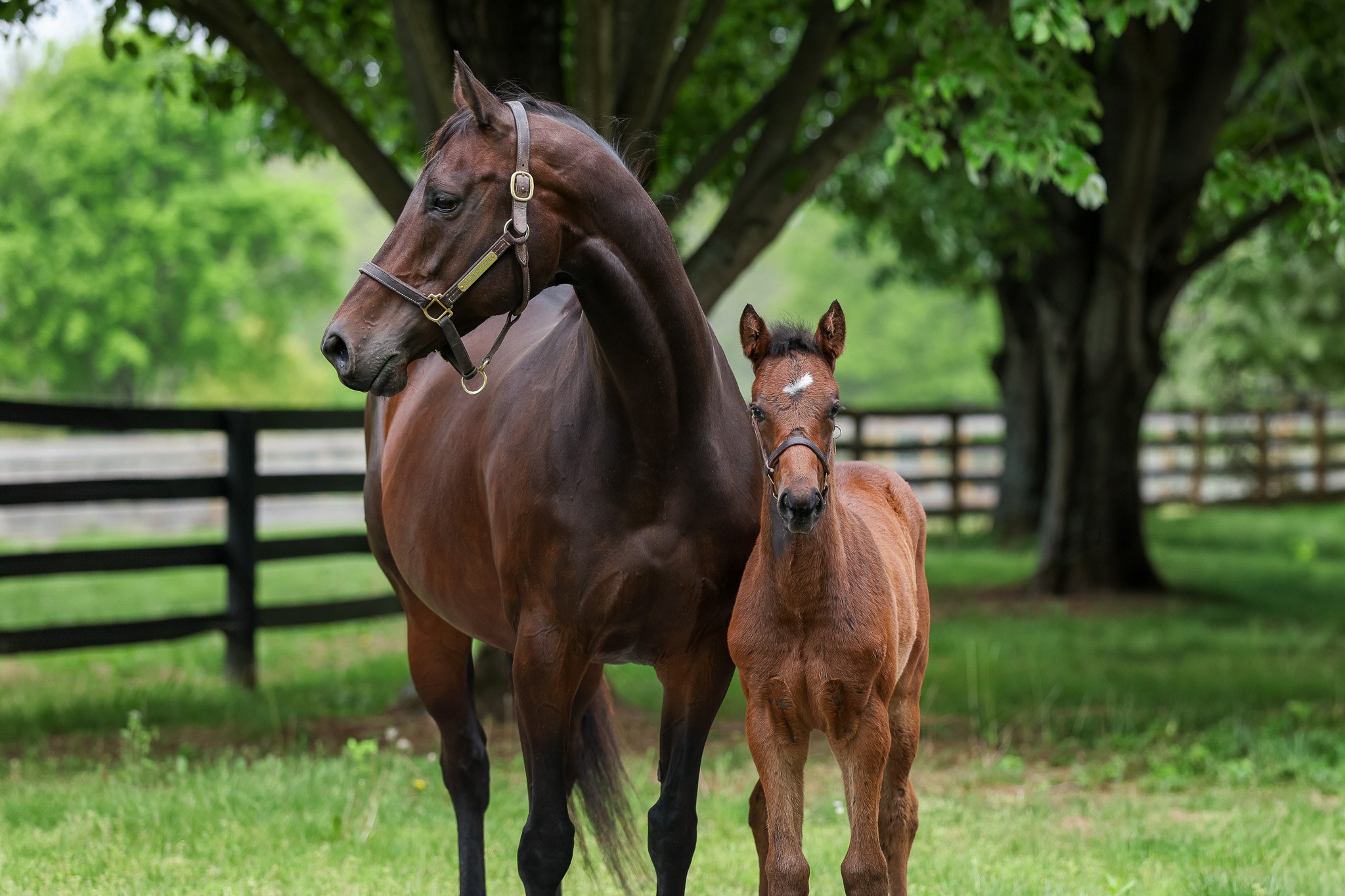  Queen Caroline with her 2025 filly 