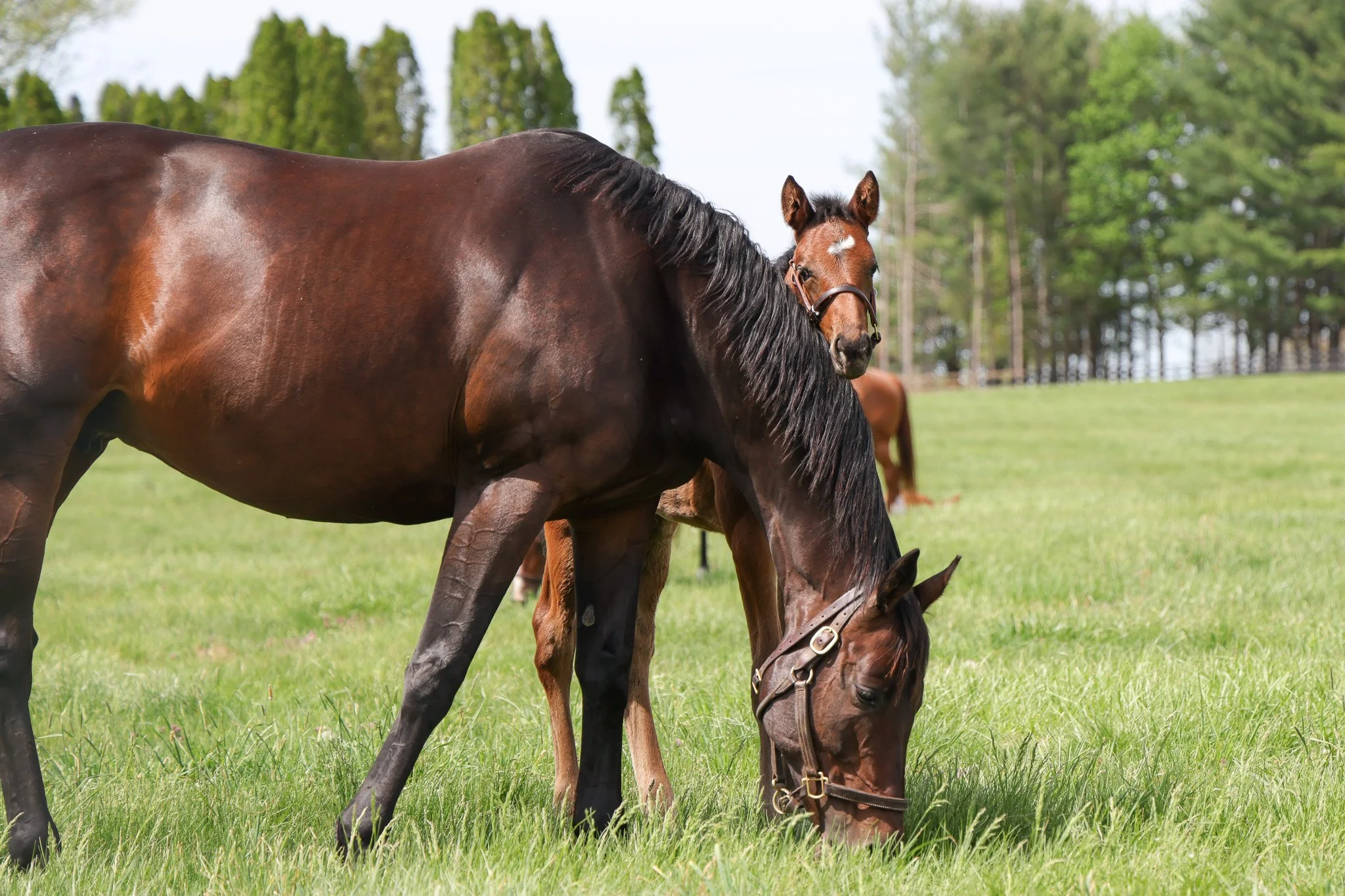  Queen Caroline with her 2025 filly 