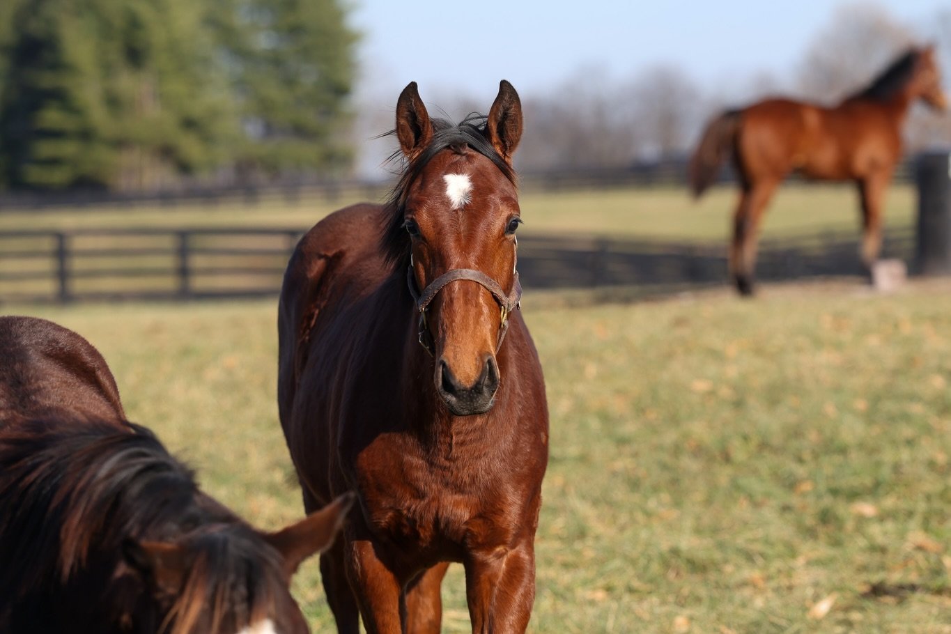 Say hello to this week&rsquo;s Weanling Wednesday! 😌
This colt, born April 11th, is by the stakes-producing sire, MEDAGLIA D&rsquo;ORO (now pensioned) and out of Ontario-bred, FANCY RIBBONS 🎀 

This leggy &amp; sporty colt has all the right pieces 