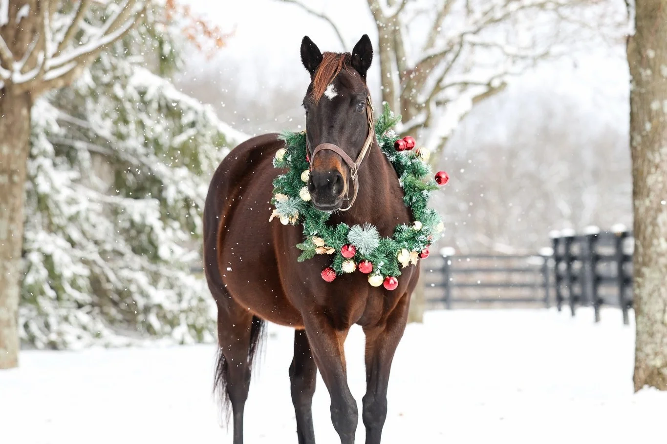 Merry Christmas from Goodnight Olive, Didia, and Caravel 🎄✨
Wishing everyone a joyful and peaceful holiday season from Resolute 💙